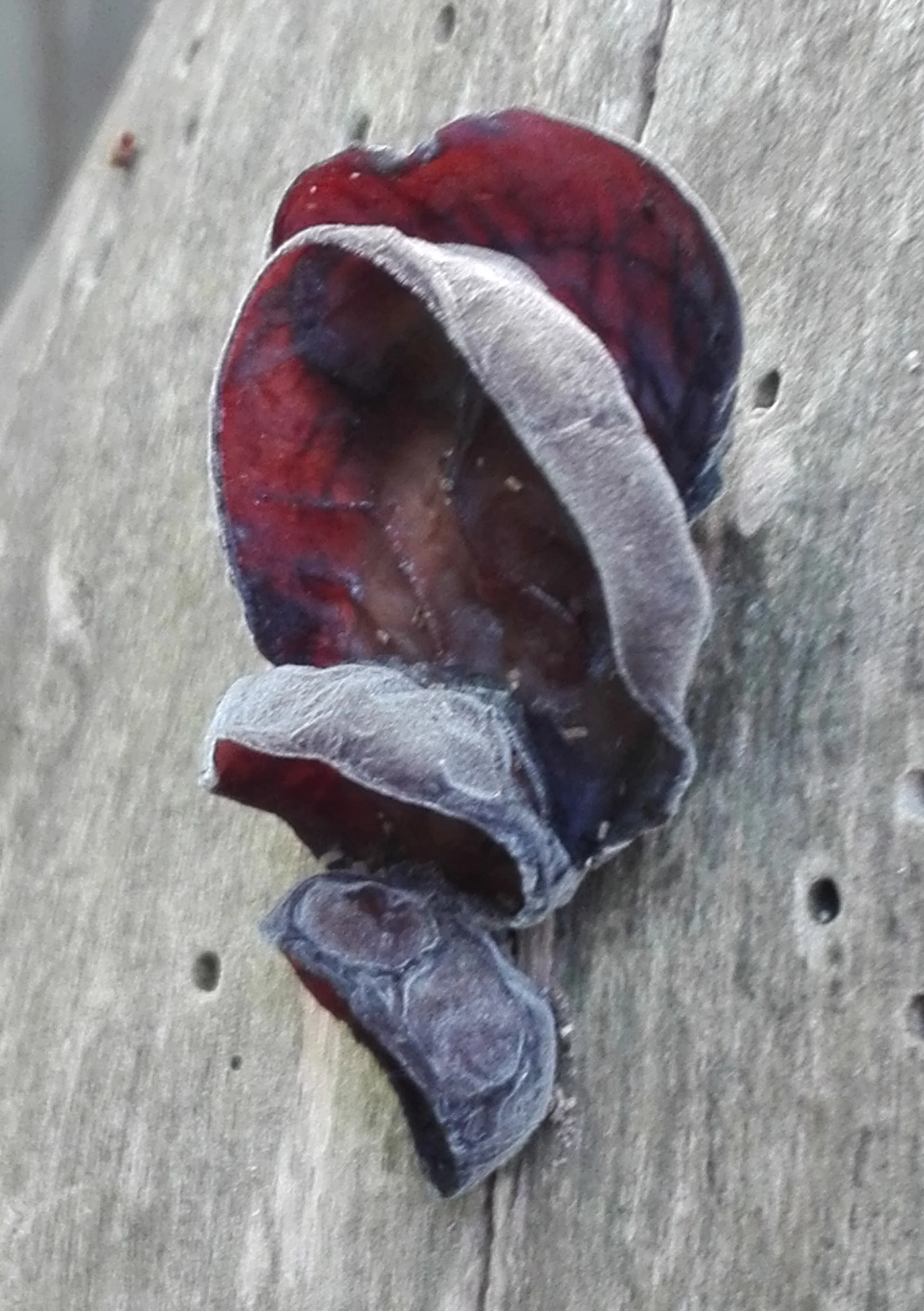 10 Wood Ear Fungus (Auricularia auricula-judae)