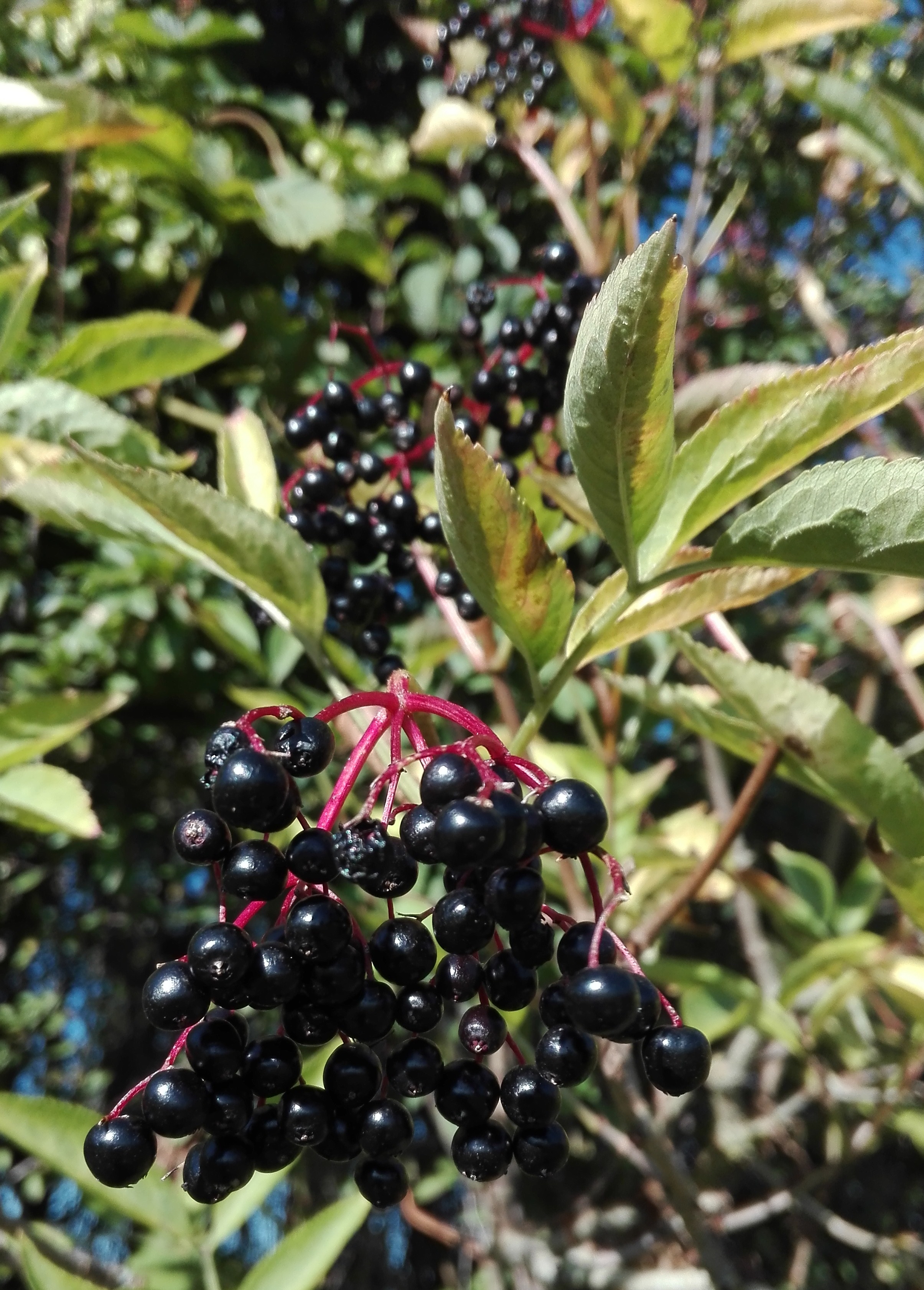 Elder Berries