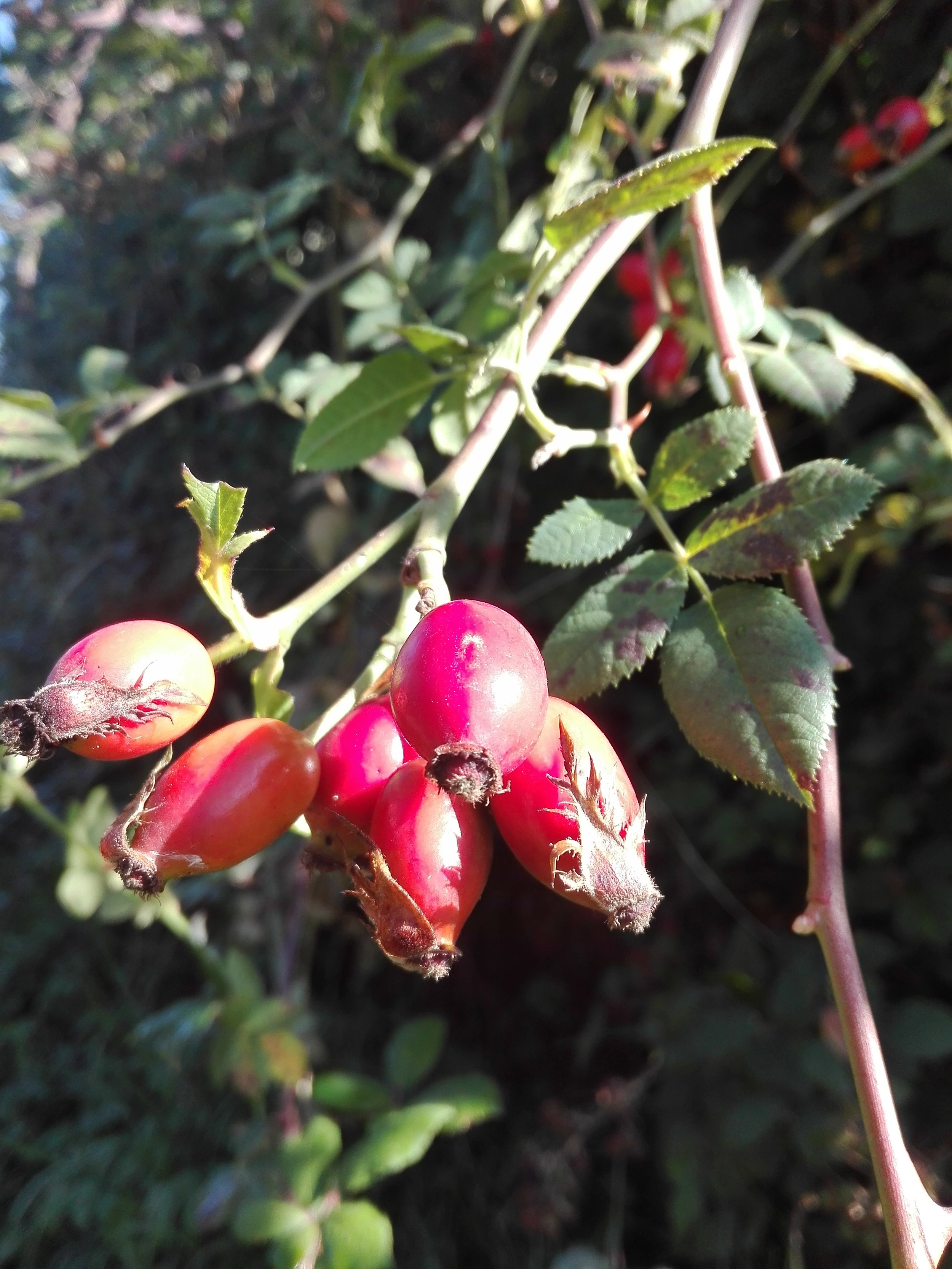 Wild Rosehips