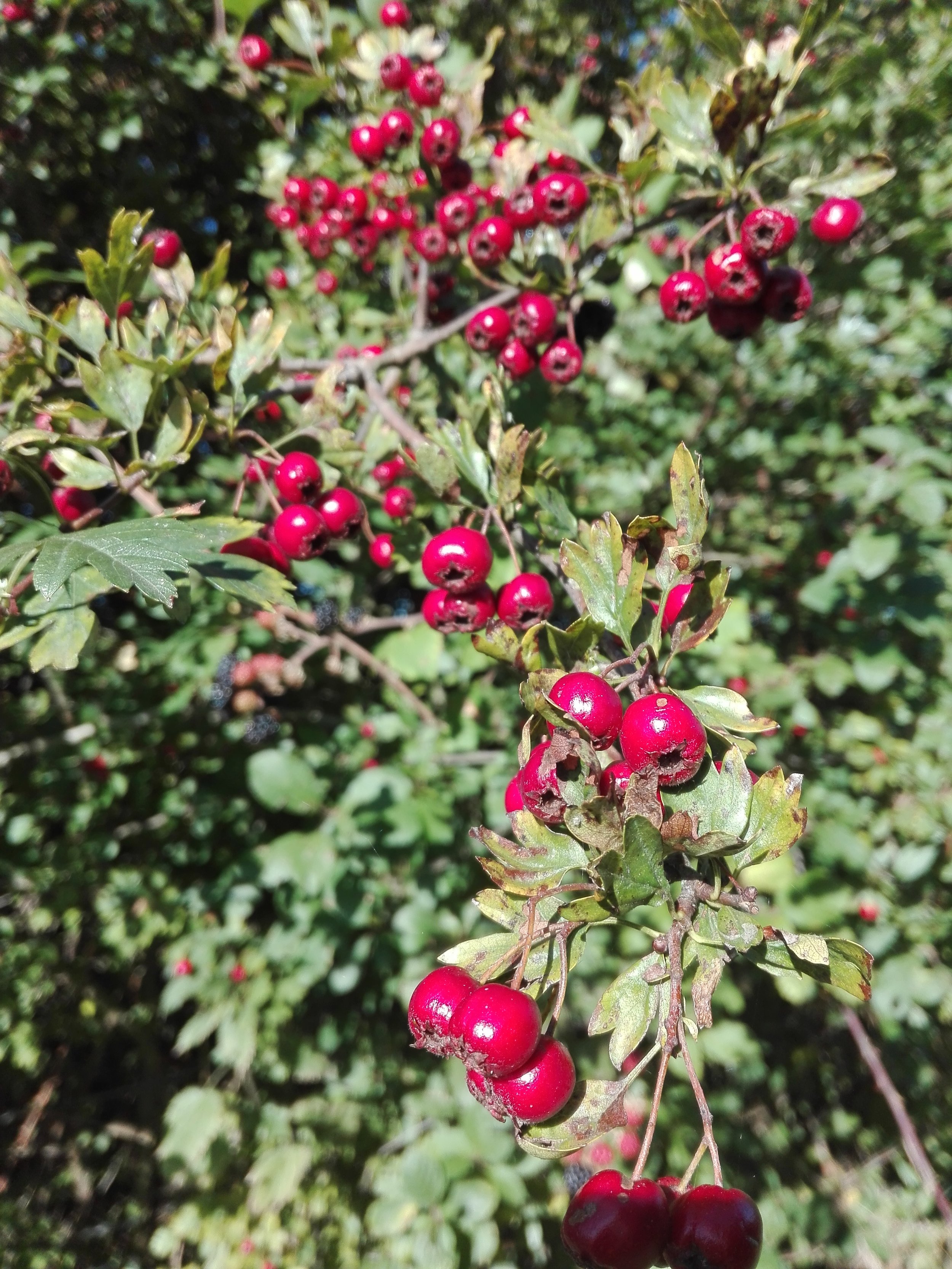 Hawthorn Haws