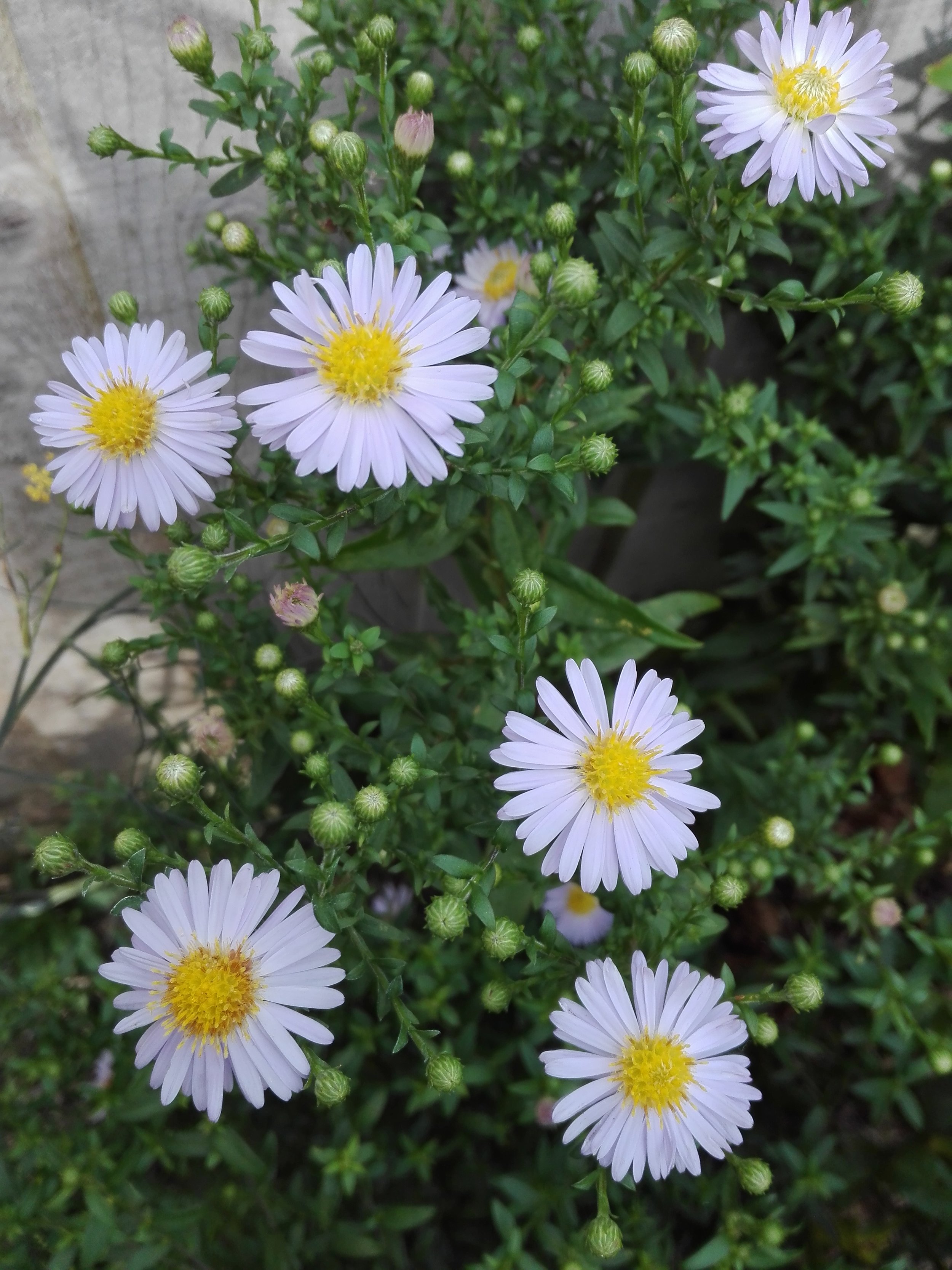 342 Michaelmas Daisy