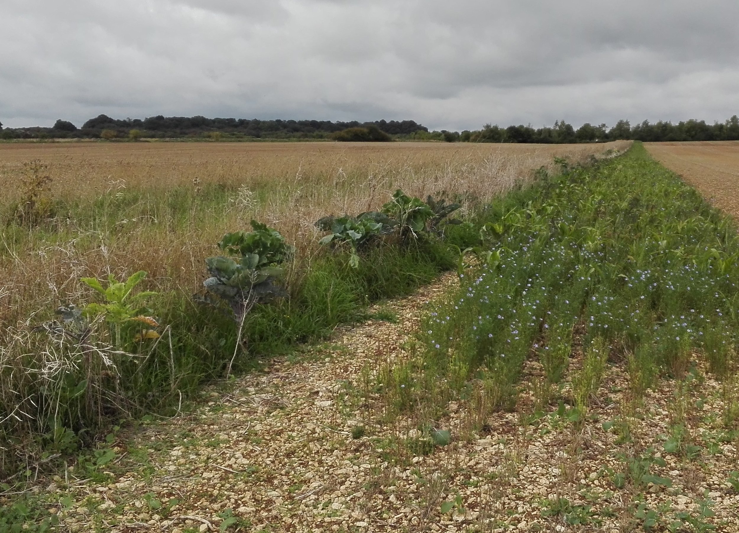 Calmsden Farm3.jpg