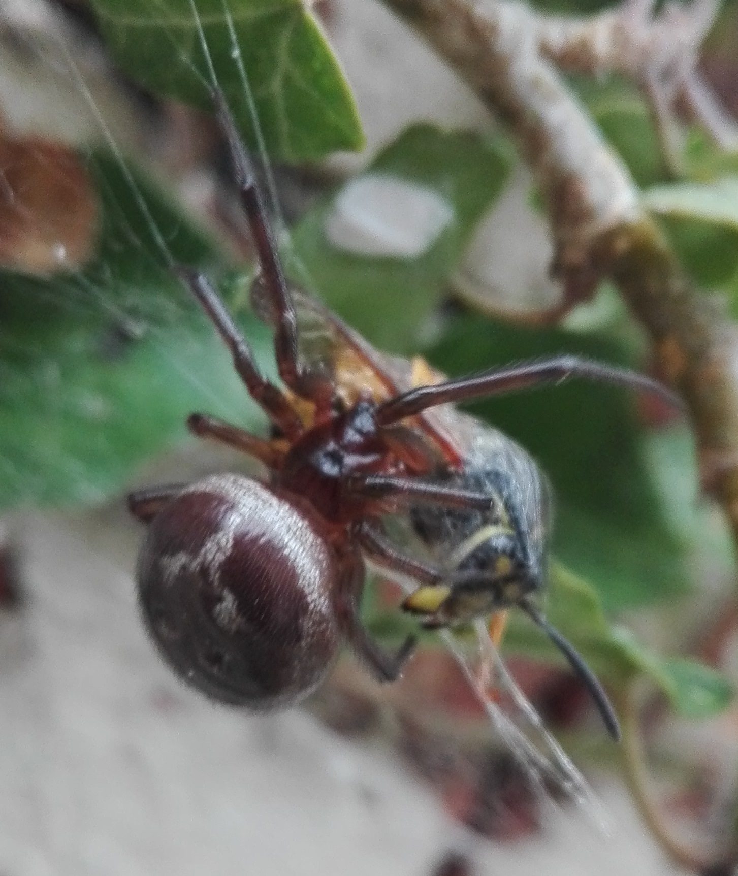 #196 Noble False Widow Spider