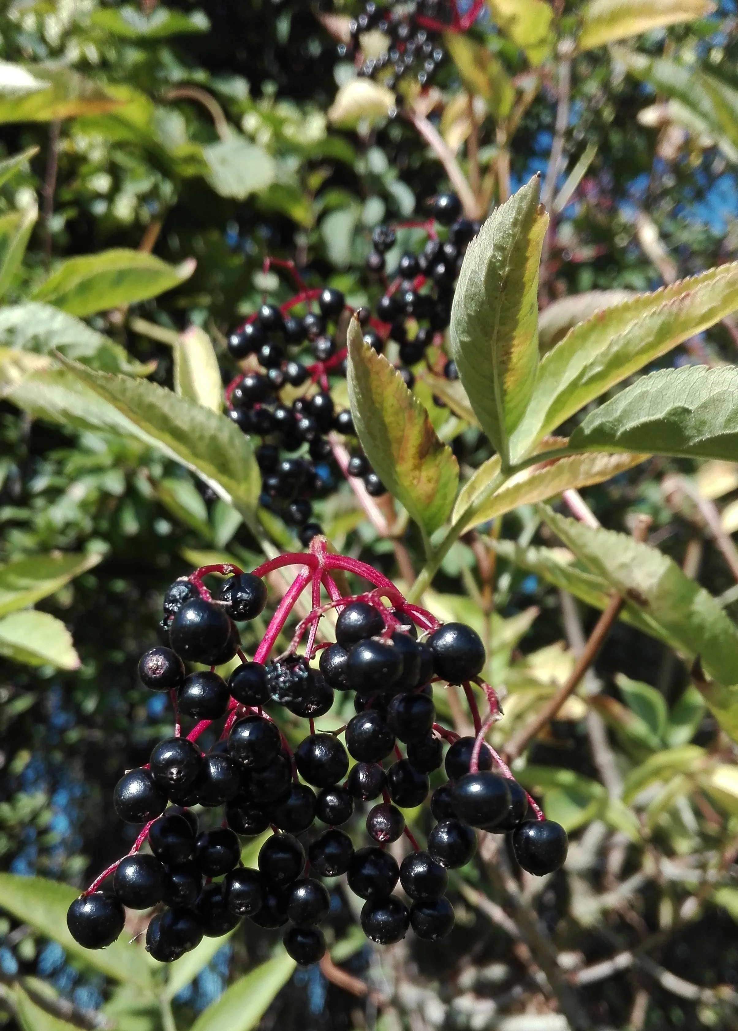 #52 Elder berries (Sambucus nigra)