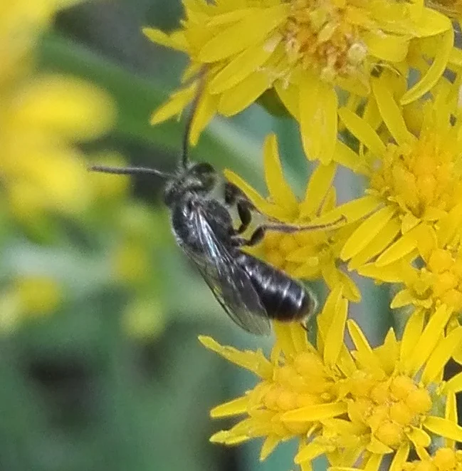 #188 Mini Mining Bee (Andrena sp.)