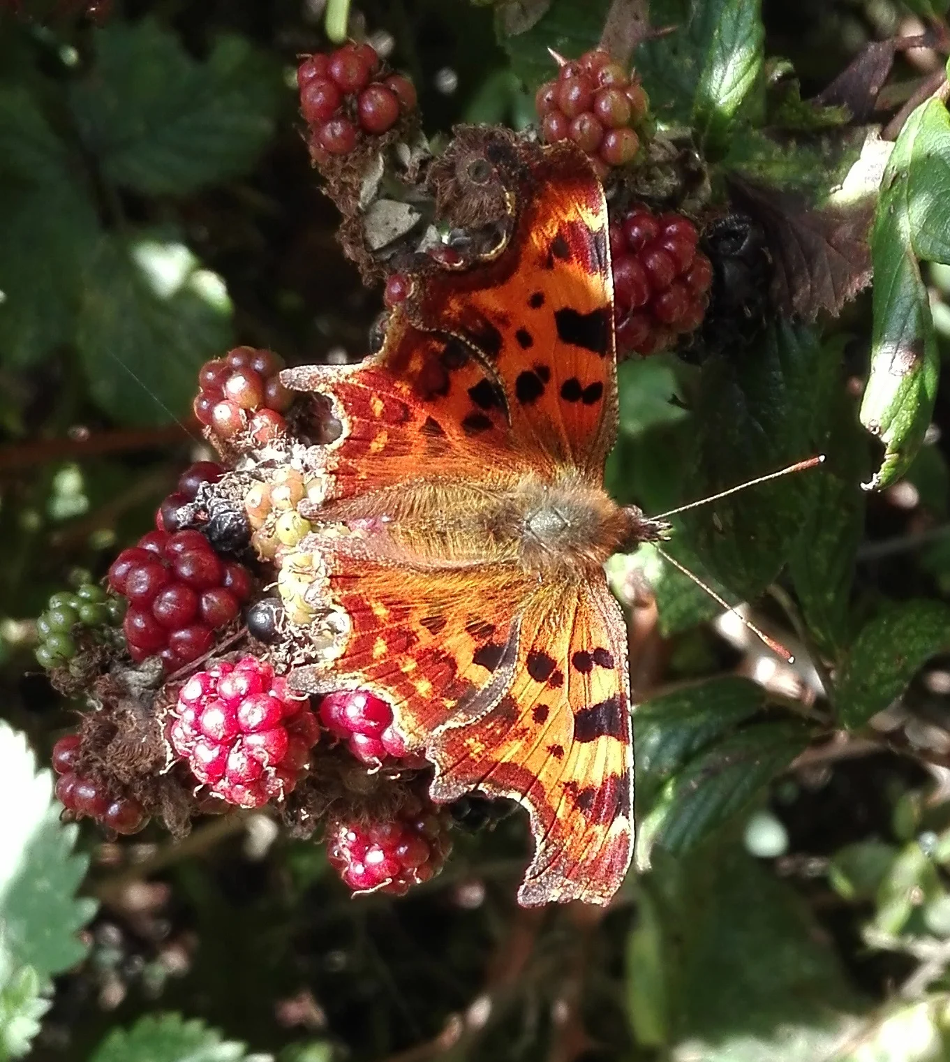 #211 Comma Butterfly (Polygonia c-album)