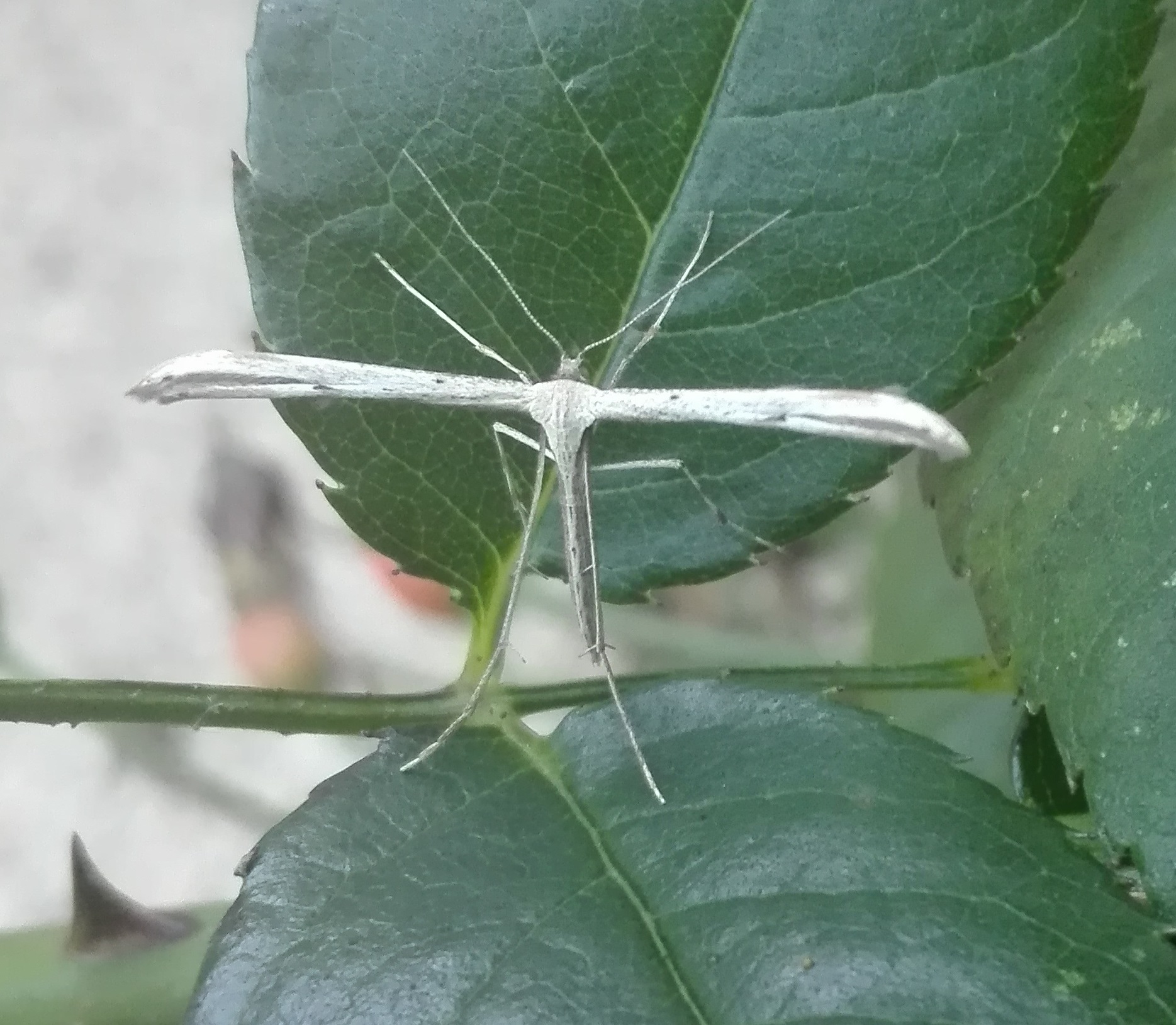 #349 Common Plume Moth (Emmelina monodactyla)