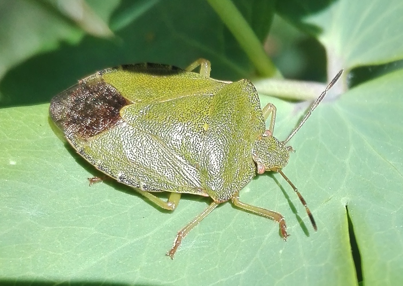 #350 Green Shieldbug (Palomena prasina)