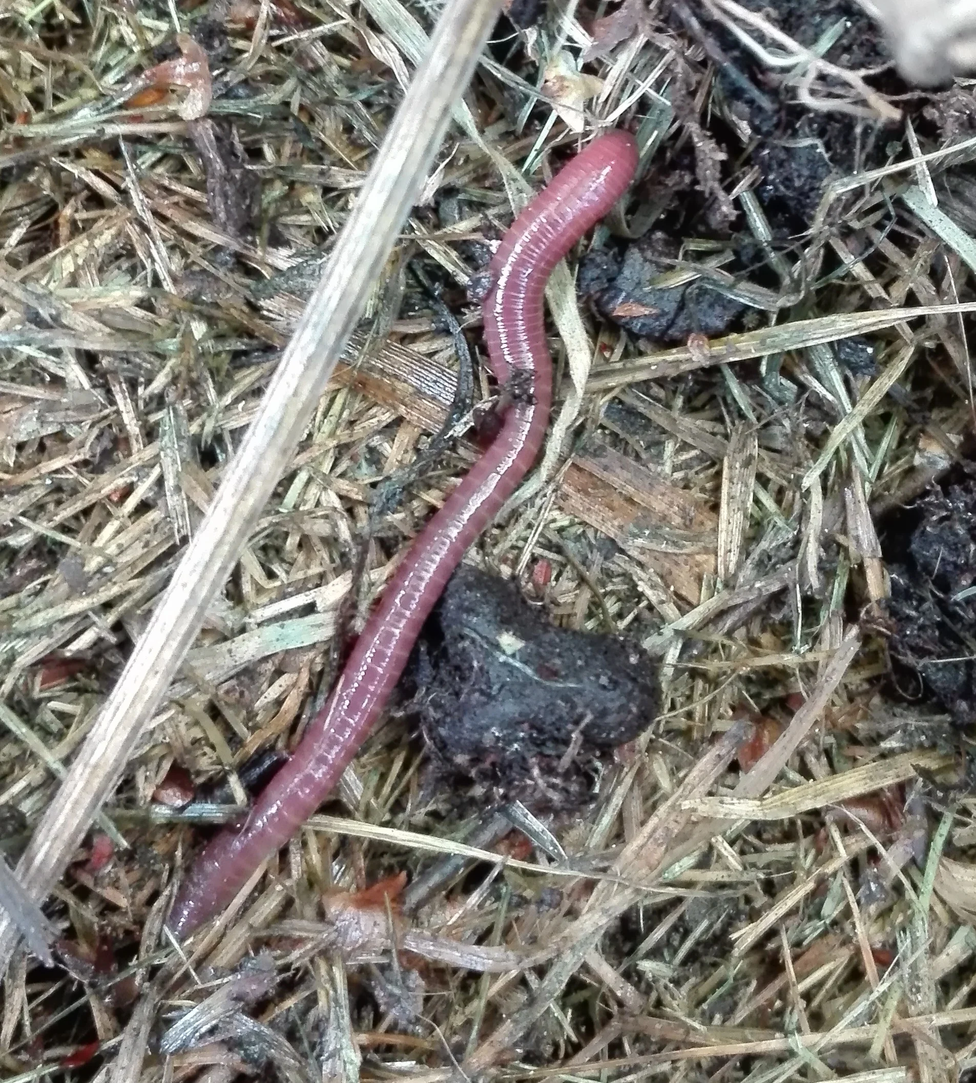 #203 Brandling Worm (Eisenia fetida)