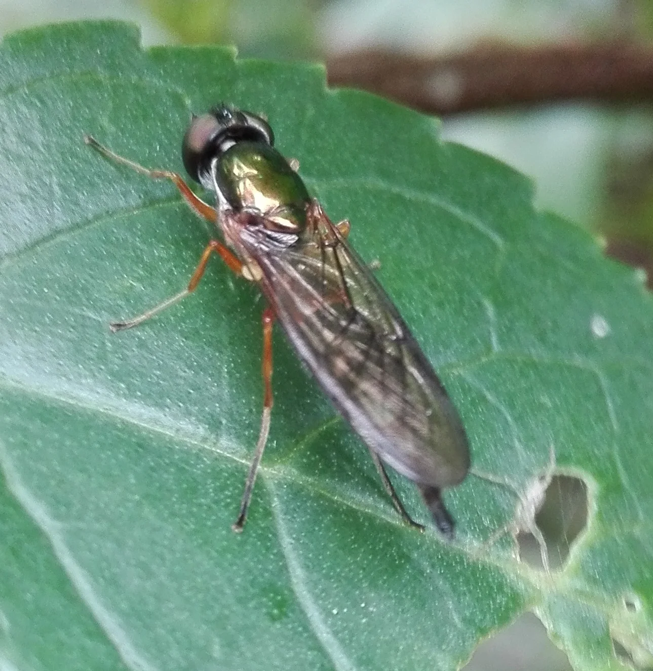 #355 Twin-Spot Centurion (Sargus bipunctatus)