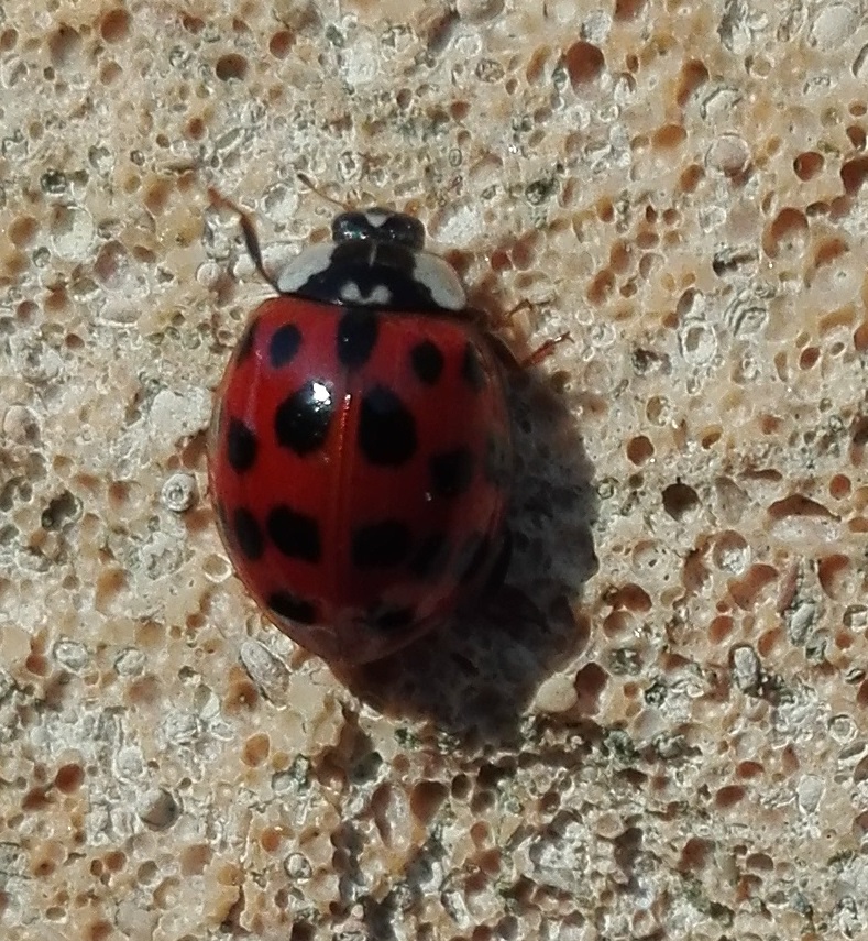 124 Harlequin Ladybird 3.jpg