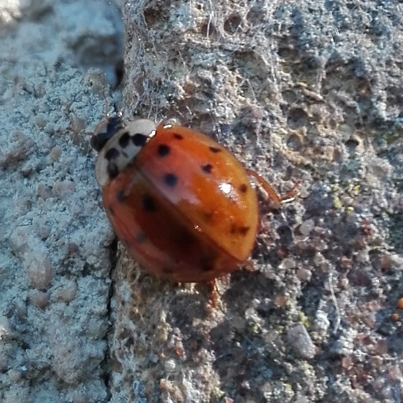 124 Harlequin Ladybird.jpg