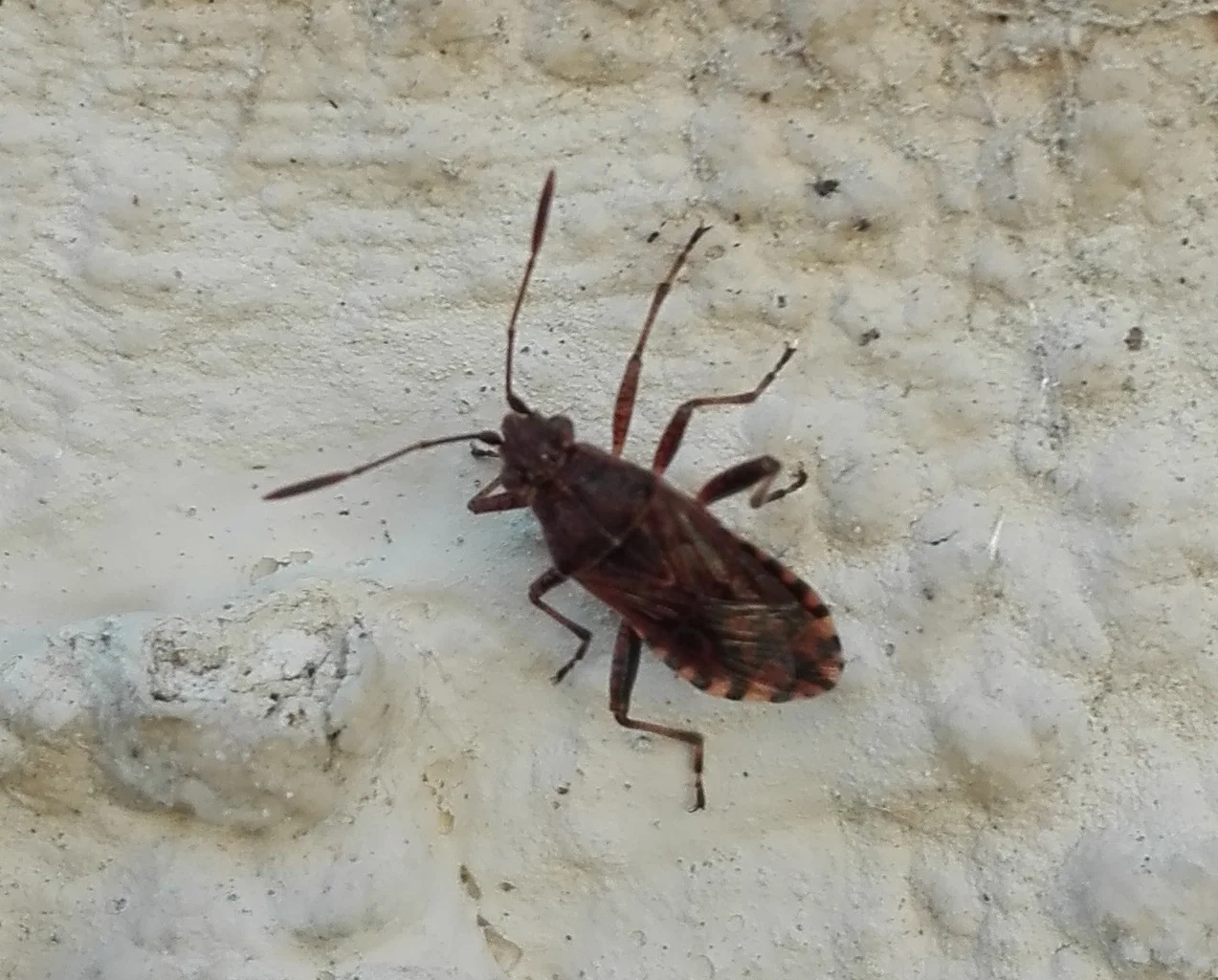 #357 Scentless Plant Bug (Stictopleurus punctatonervosus)