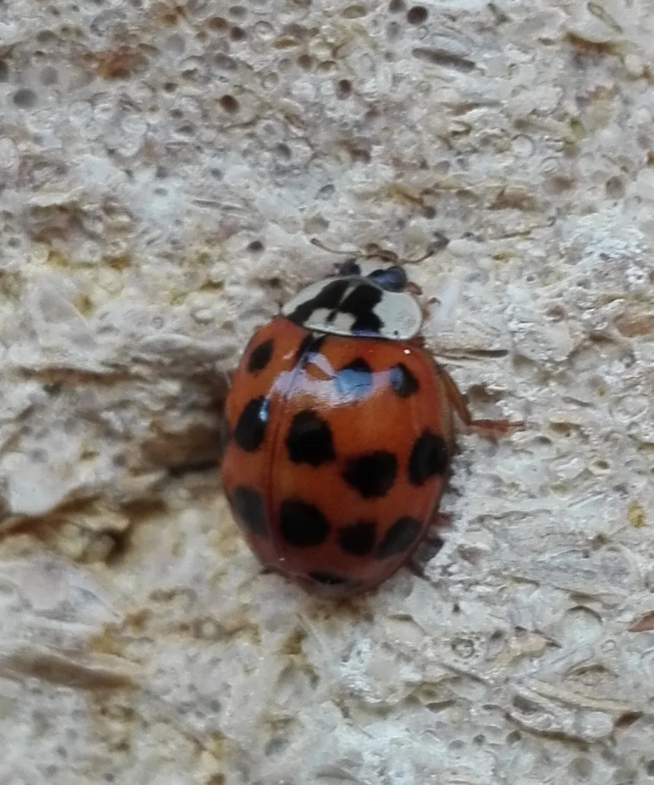 #124 Harlequin Ladybird (Harmonia axyridis)