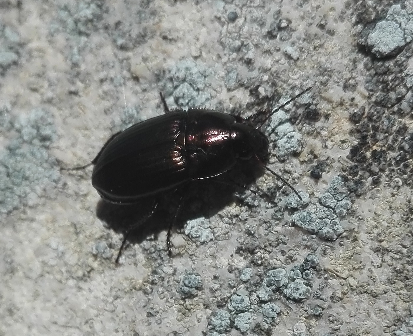 352 Amara sp ground beetle.jpg