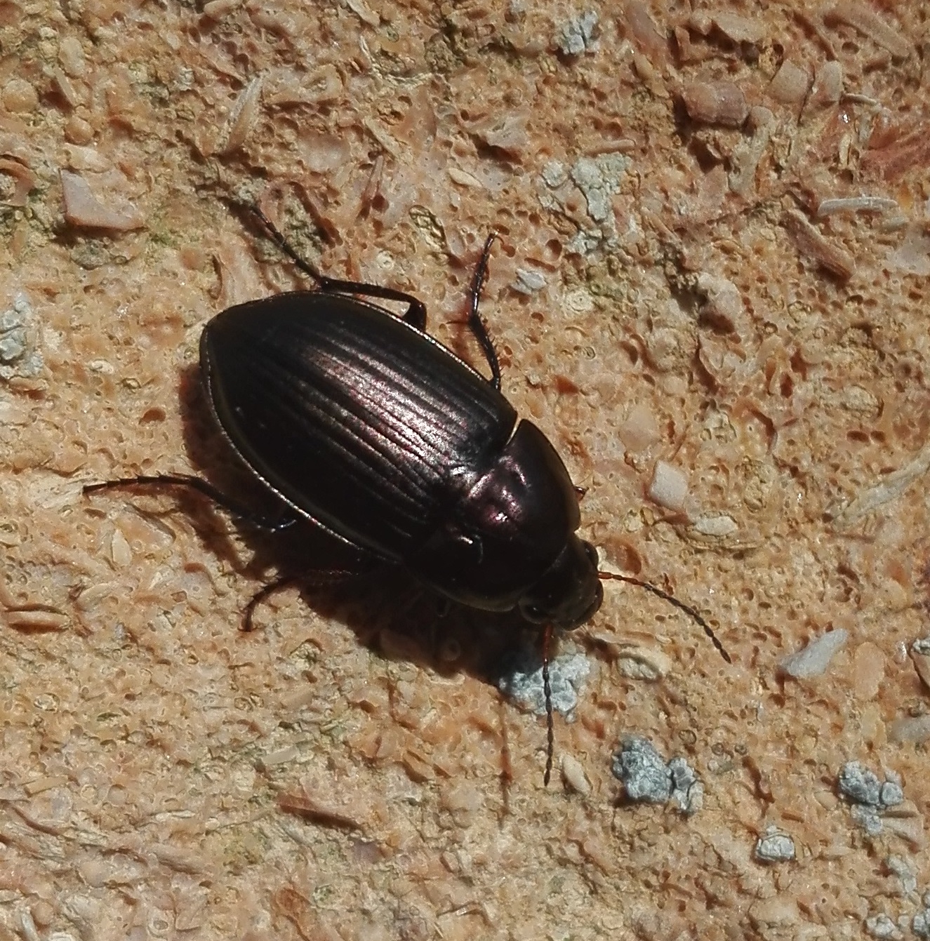 352 Amara sp ground beetle 2.jpg