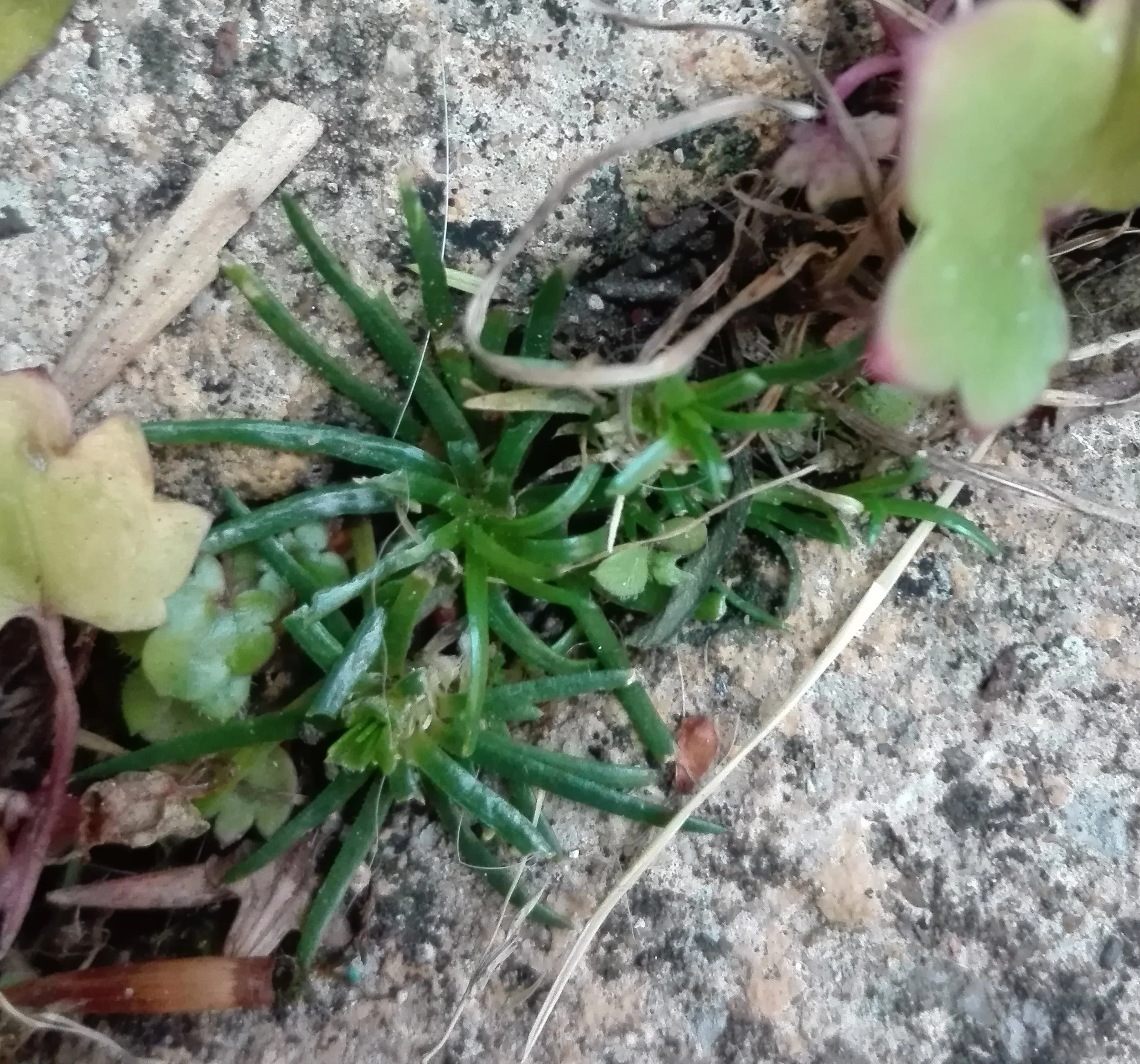 #366 Procumbent Pearlwort (Sagina procumbens)