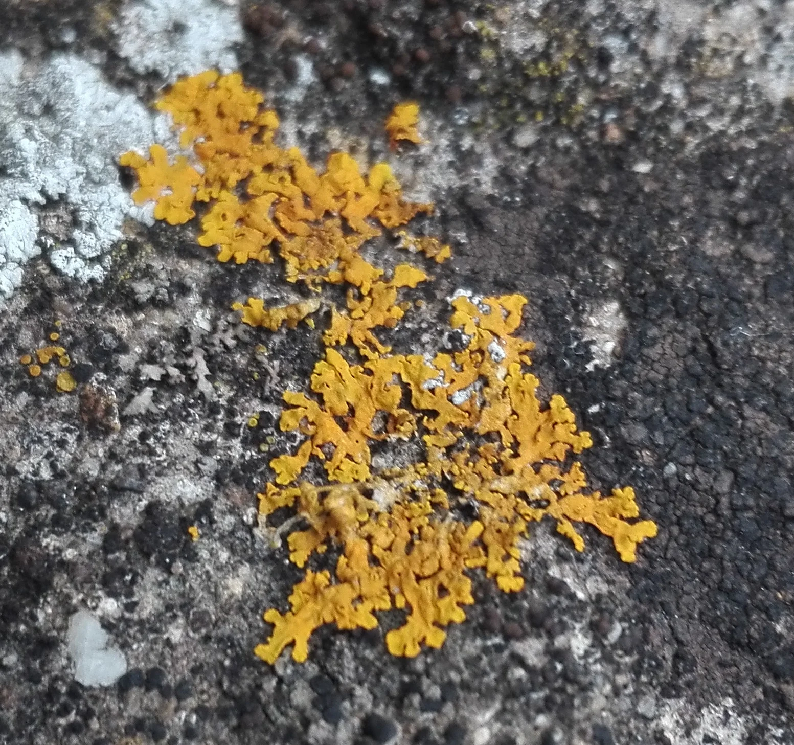 296 Xanthoria parietina