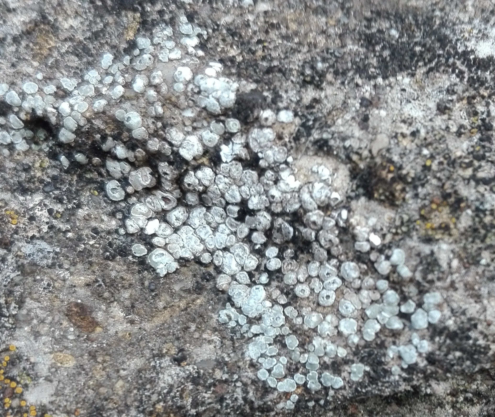 276 Aspicilia contorta