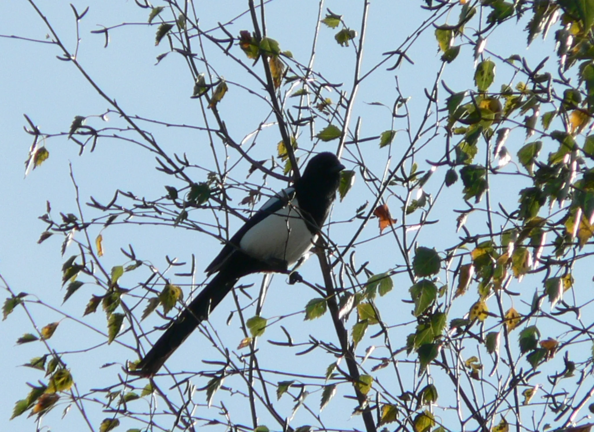 #114 Magpie (Pica pica)