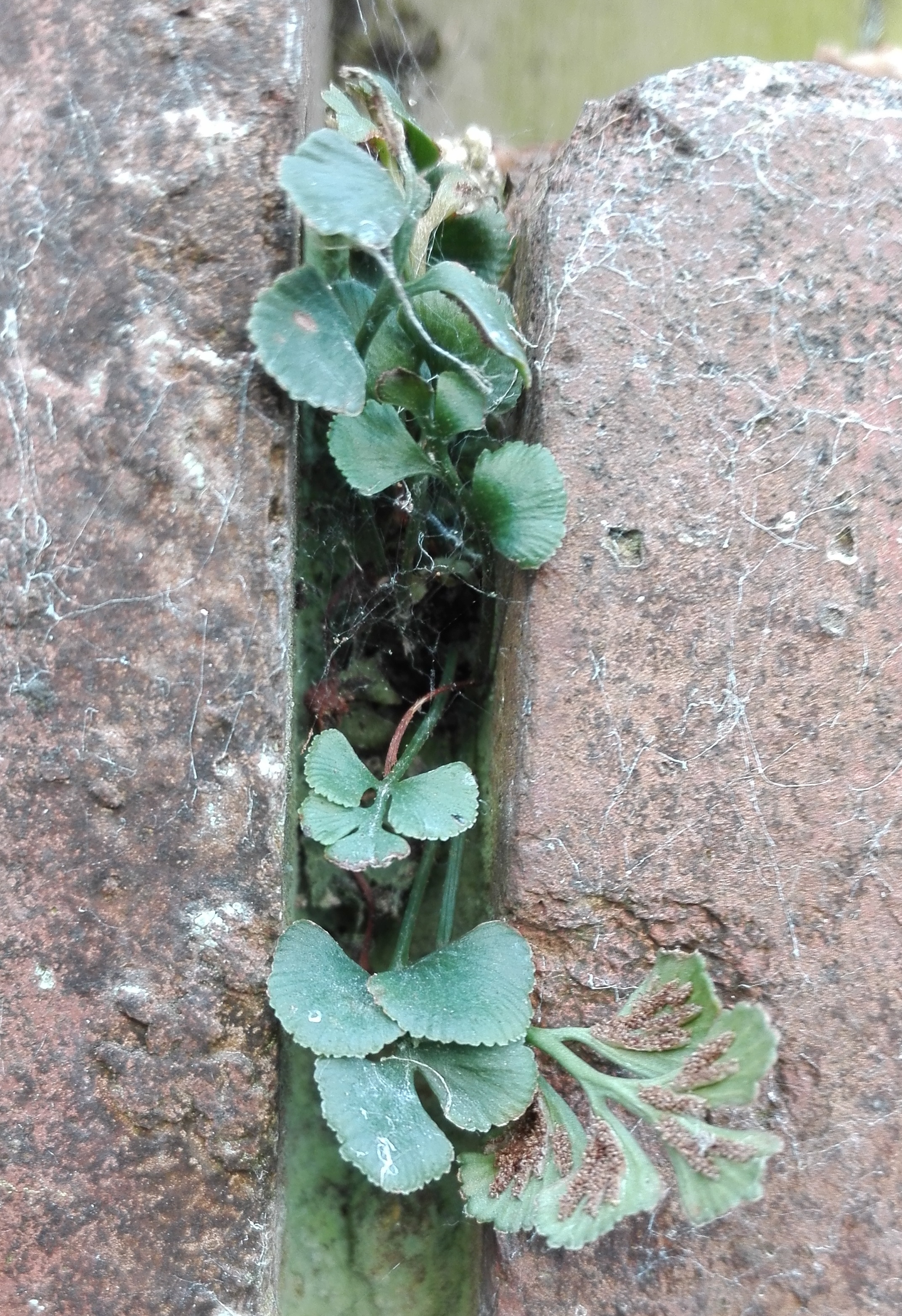 #375 Wall Rue (Asplenium ruta-muraria)