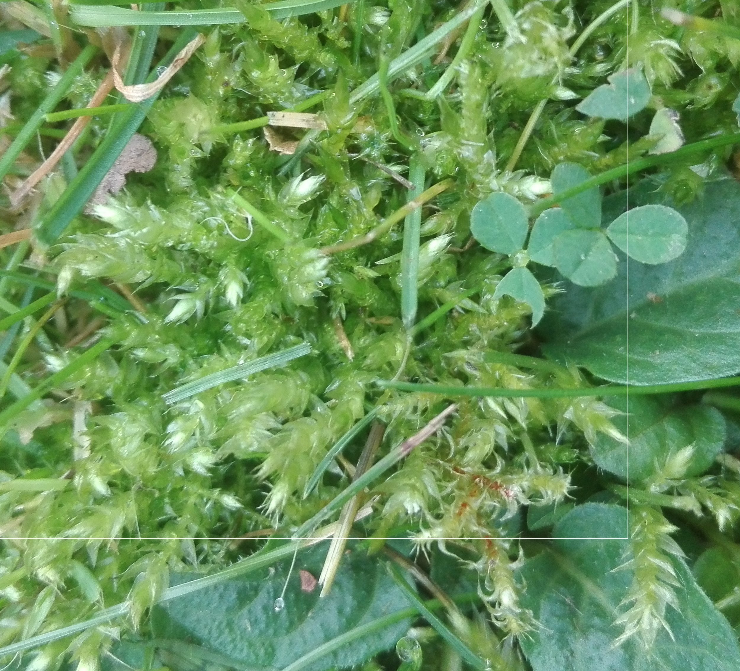 #68 Rough-stalked Feather-moss (Brachythecium rutabulum)