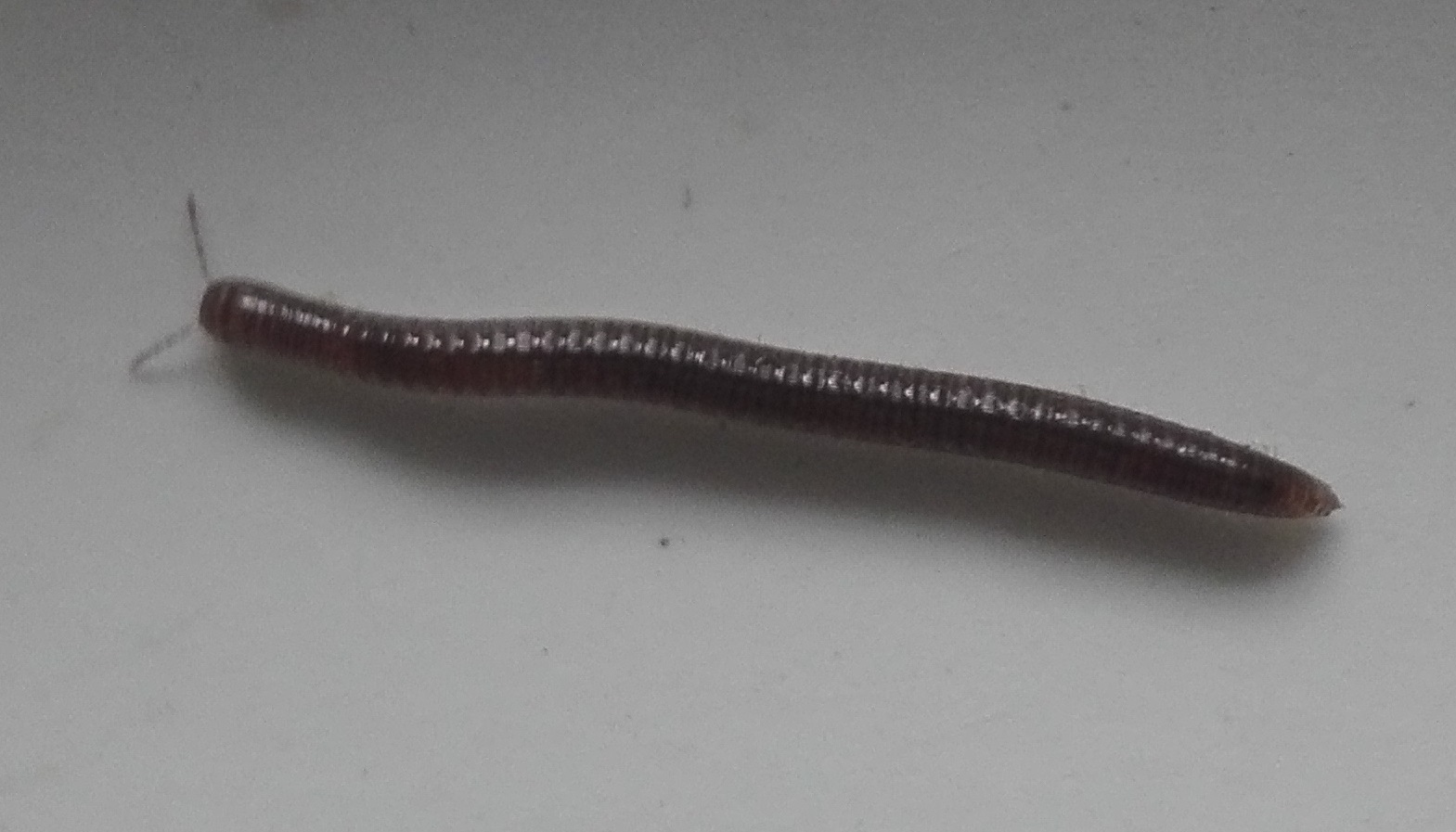 #208 White-legged Snake Millipede (Tachypodoiulus niger)