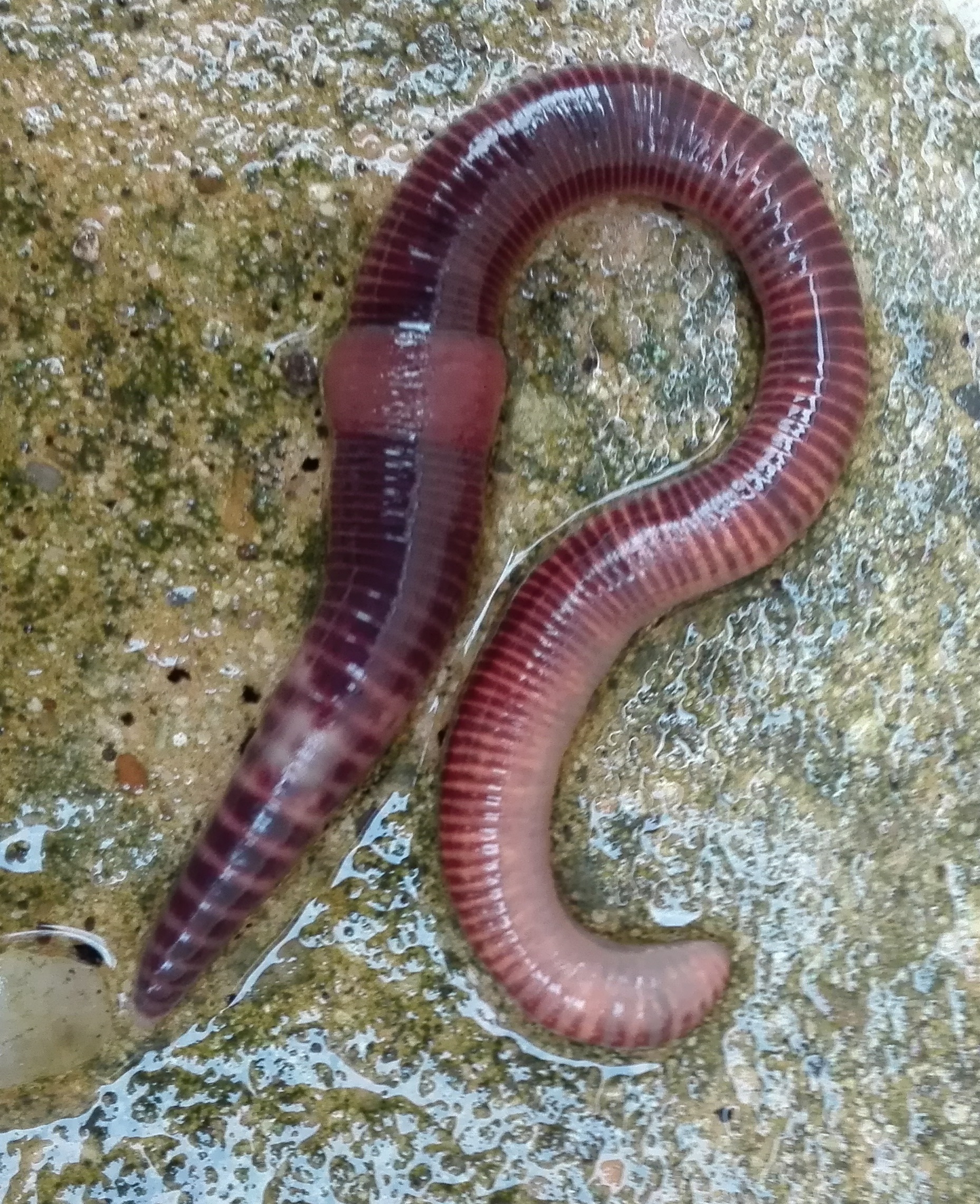 #140 Redhead Worm (Lumbricus rubellus)