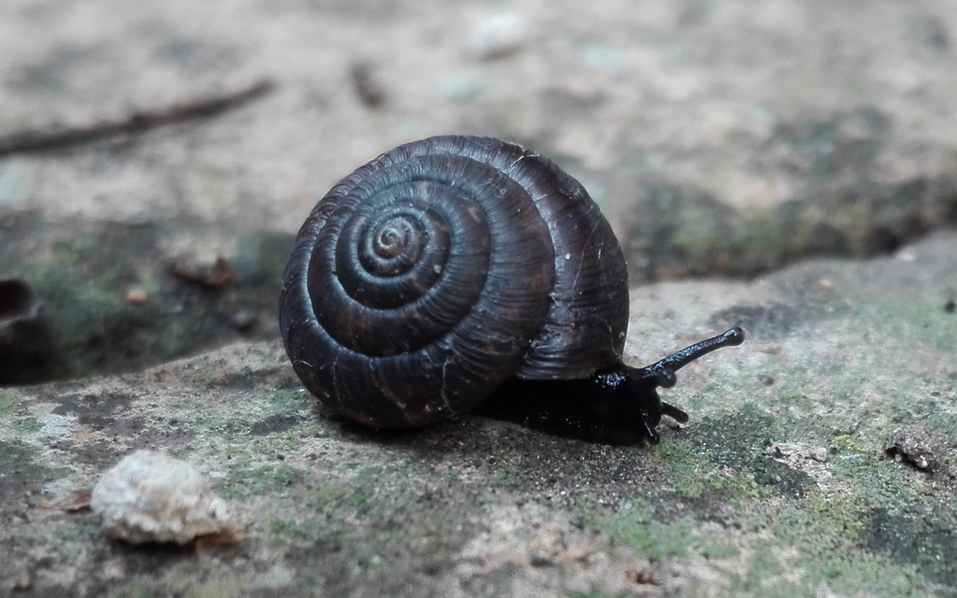 #243 Strawberry Snail (Trochulus striolatus)