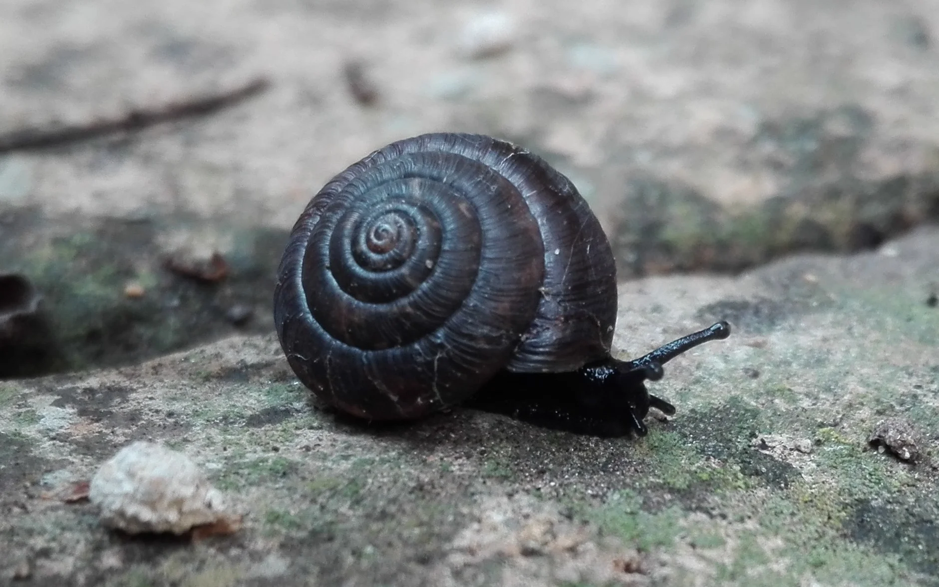 243 Strawberry Snail (Trochulus striolatus)
