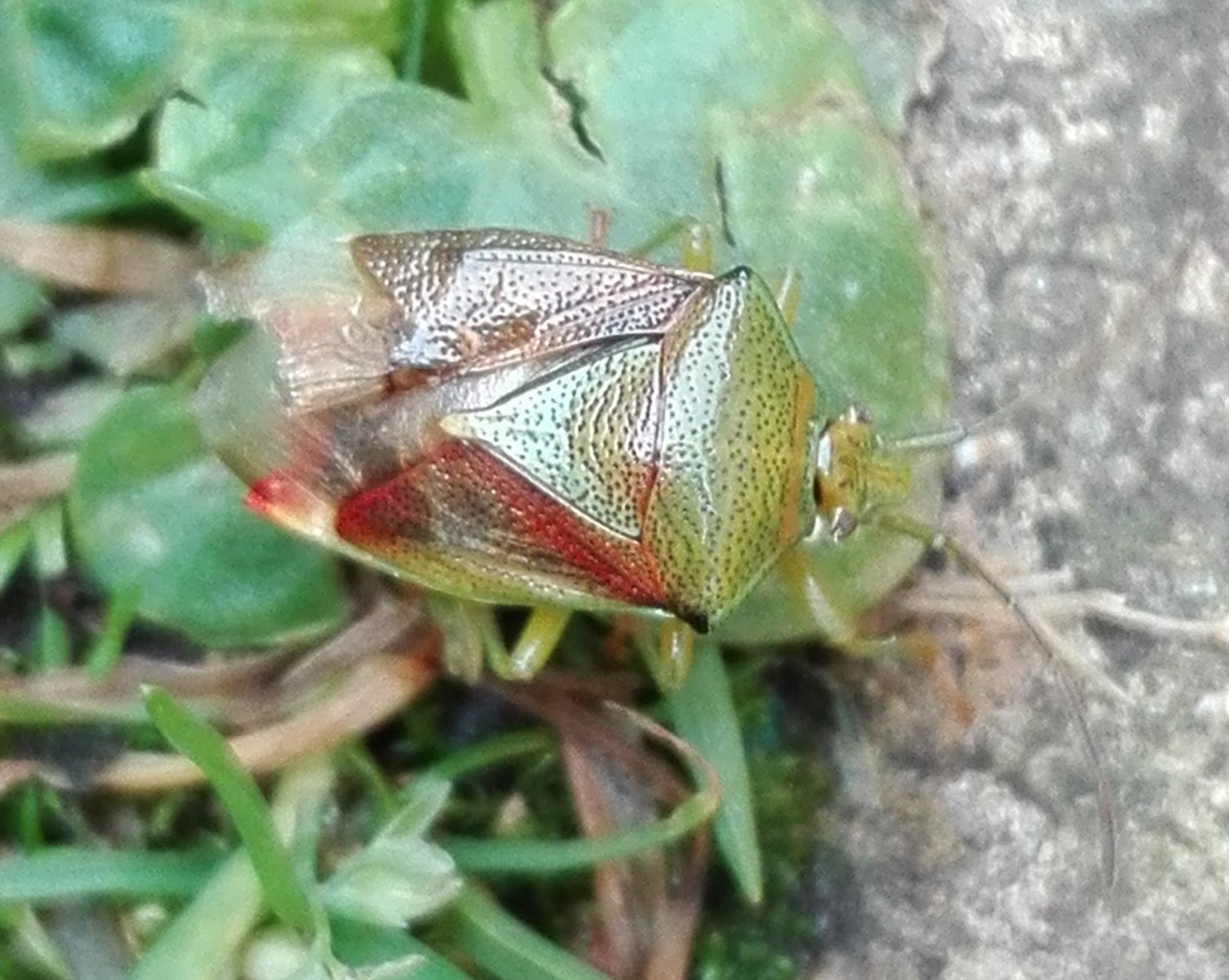 #282 Birch Shieldbug (Elasmostethus interstinctus)