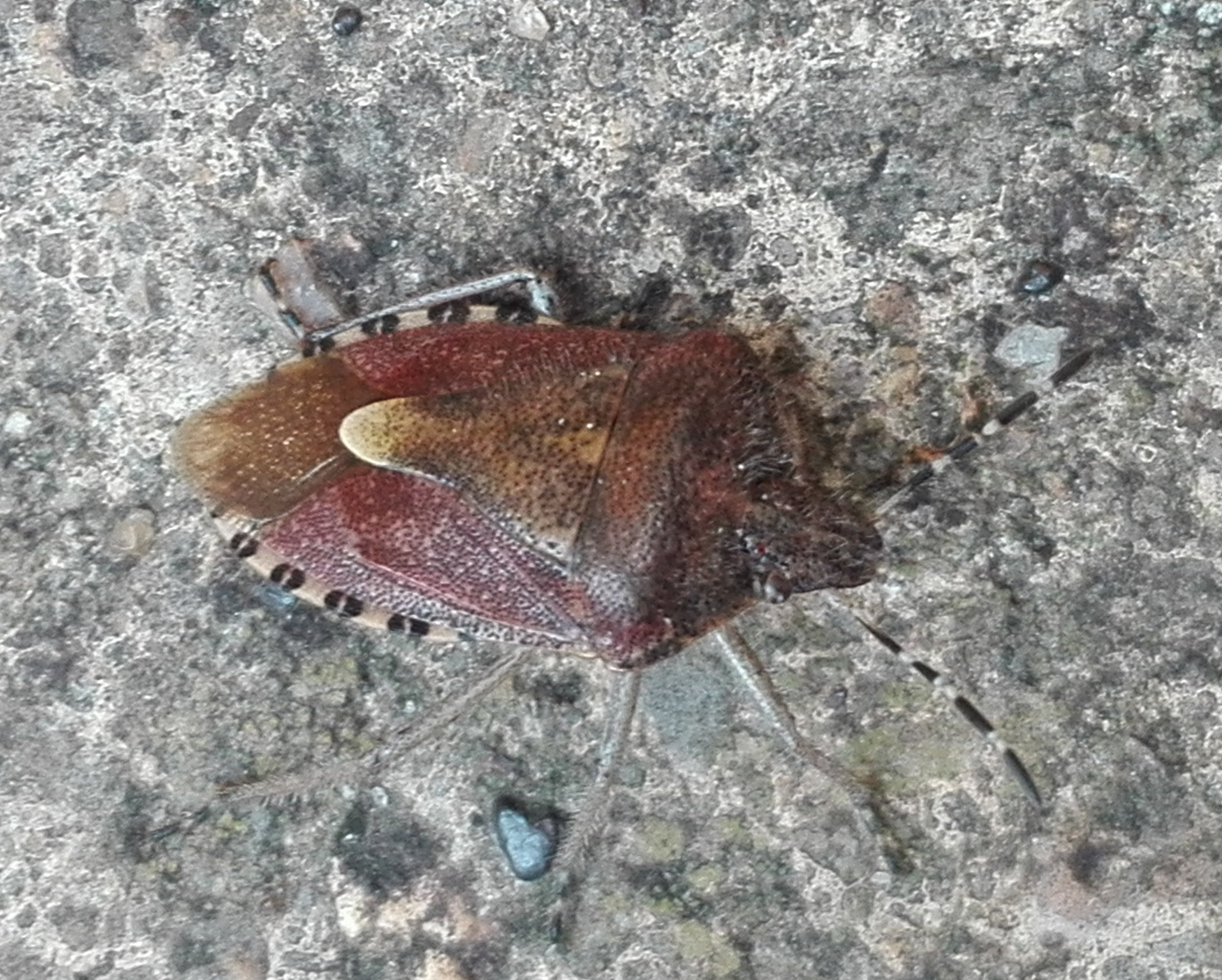 #302 Hairy Shieldbug (Dolycoris baccarum)
