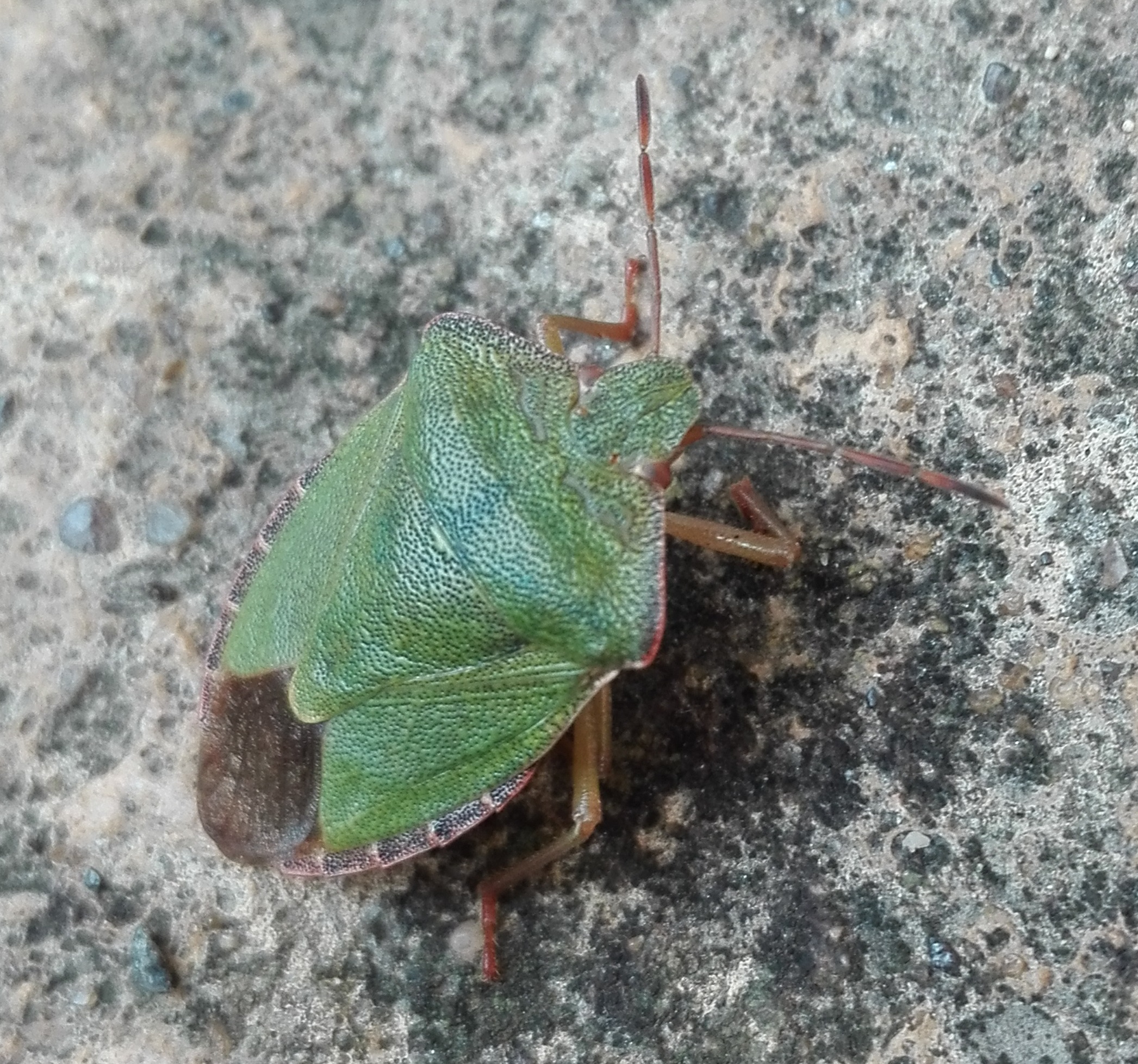 #350 Green Shieldbug (Palomena prasina)