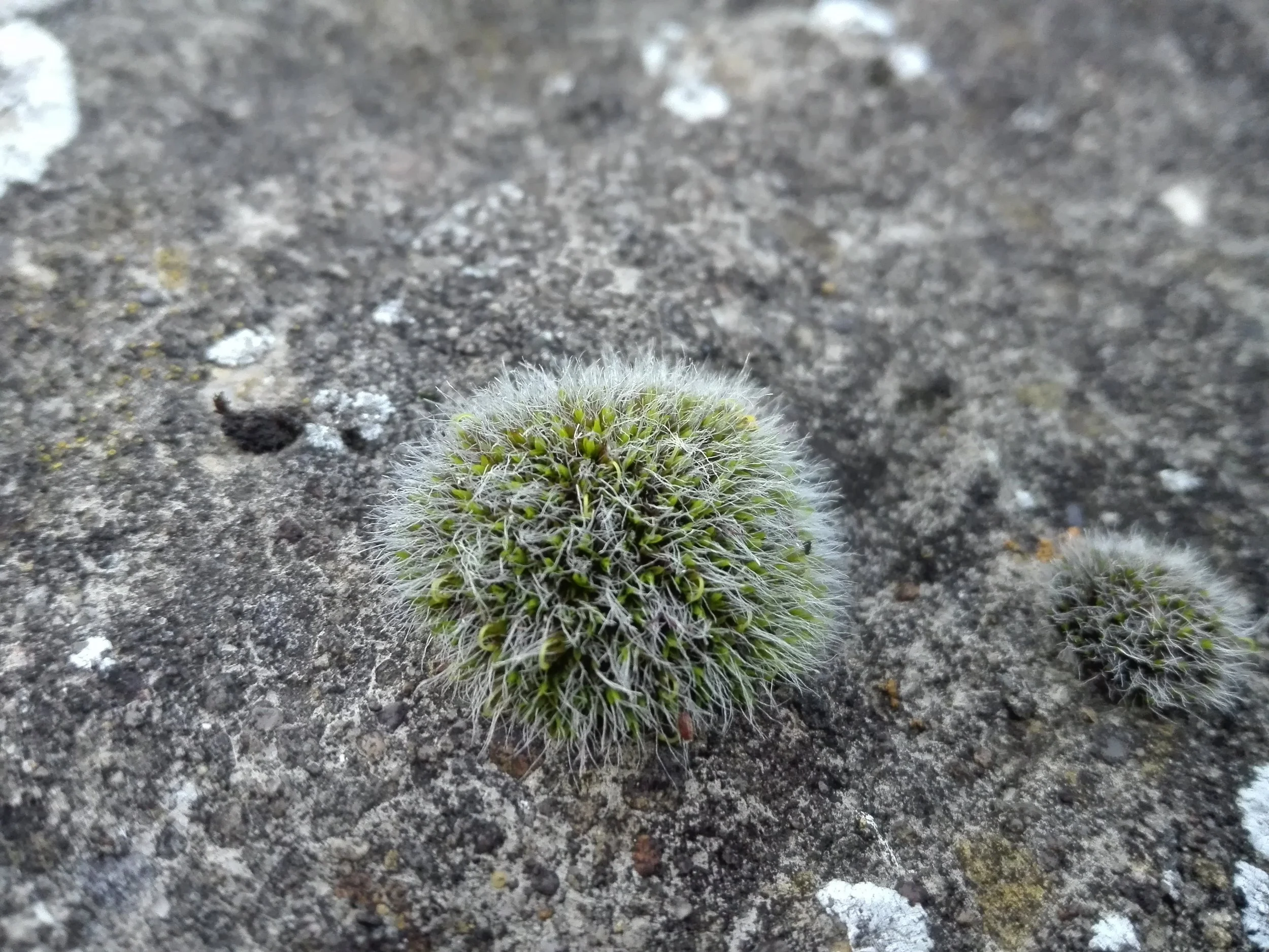 #402 Grey-cushioned Grimmia (Grimmia pulvinata)