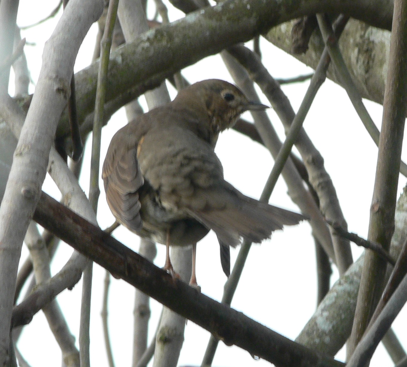 #403 Song Thrush