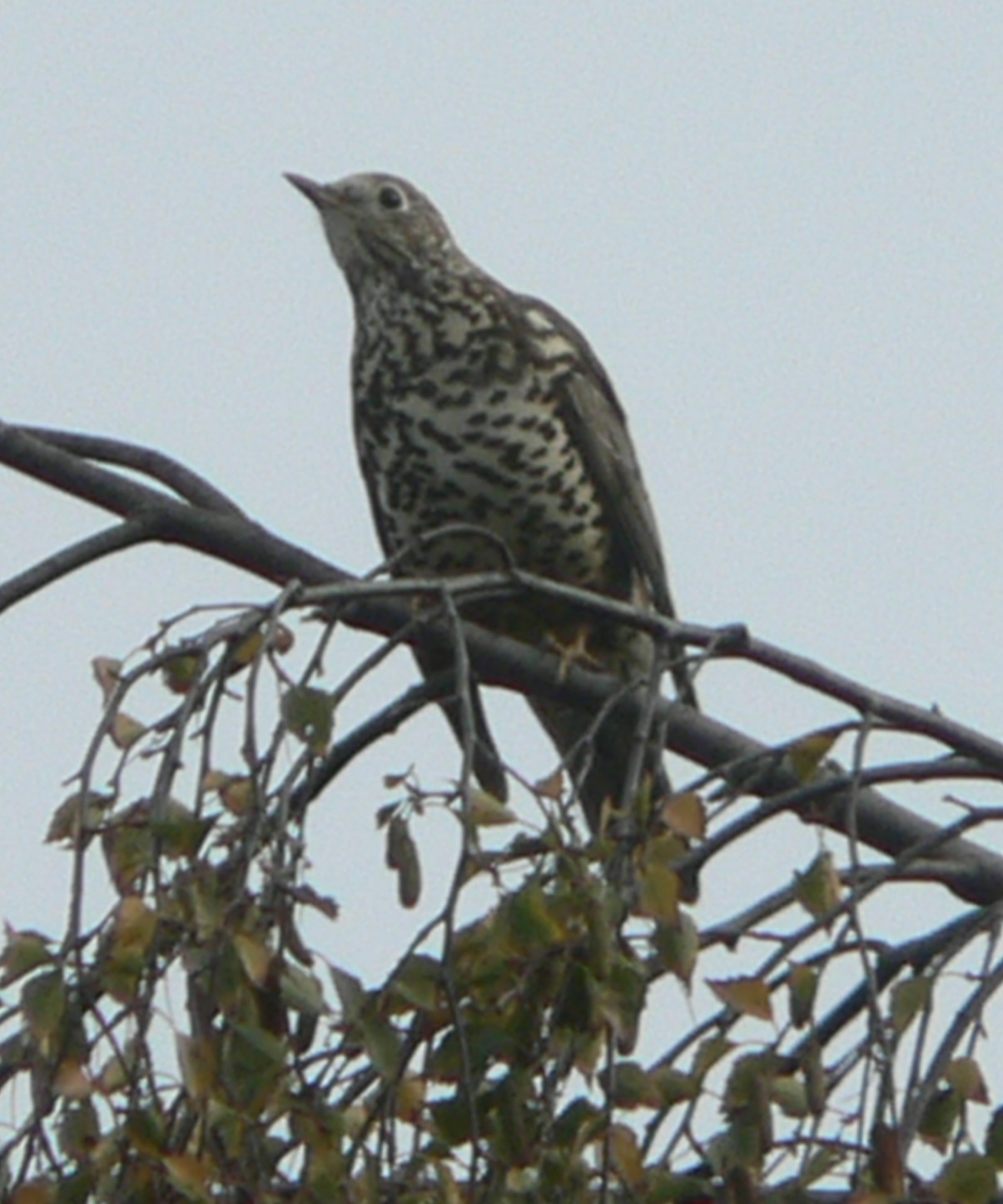 #359 Mistle Thrush