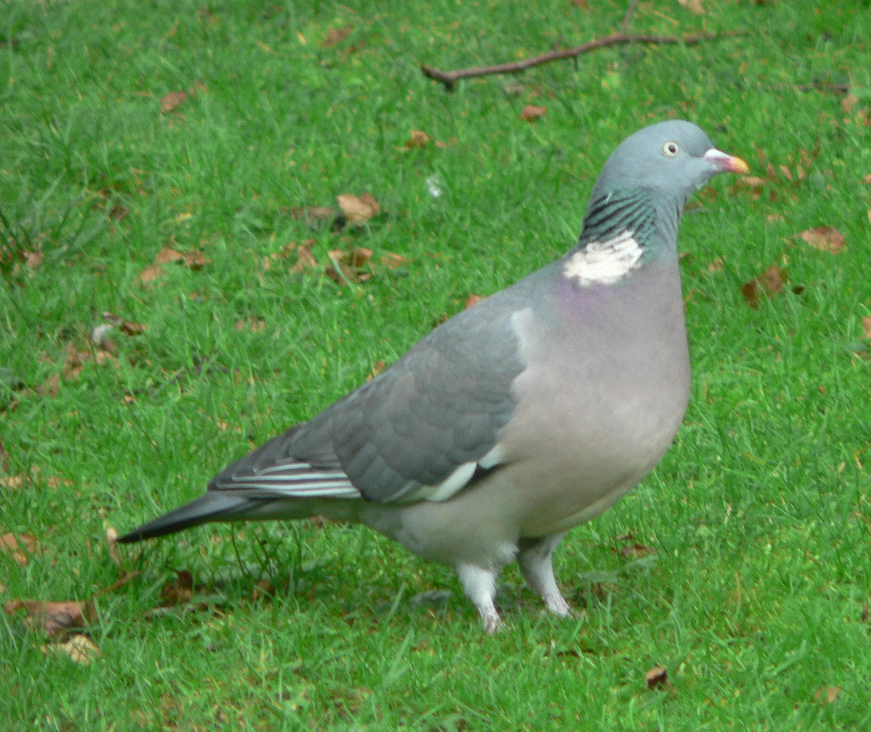 #3 Woodpigeon (Columba palumbus)