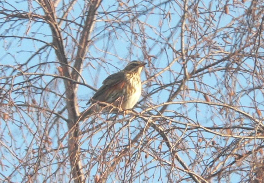 #360 Redwing (Turdus iliacus)