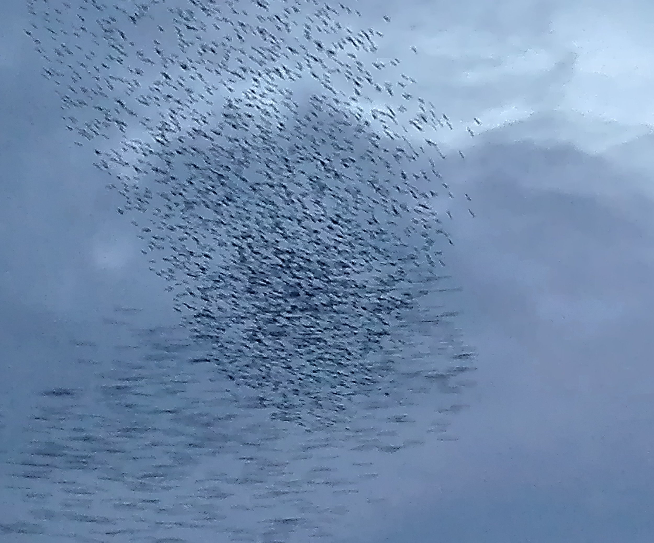 Starling Murmuration