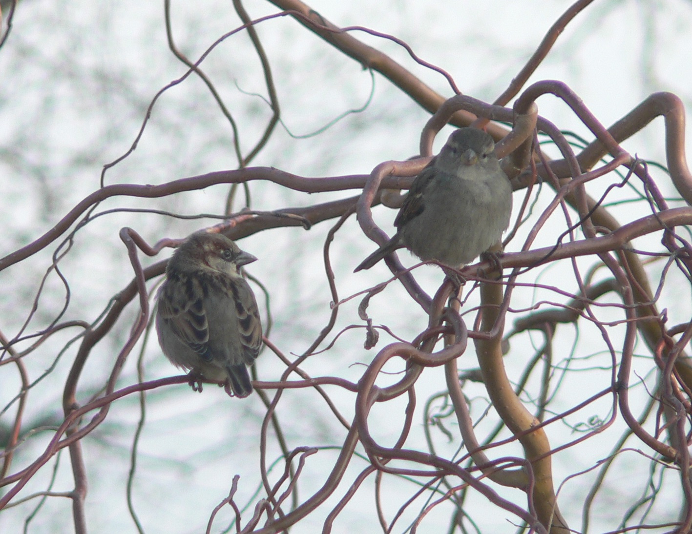 #2 House Sparrow (Passer domesticus)