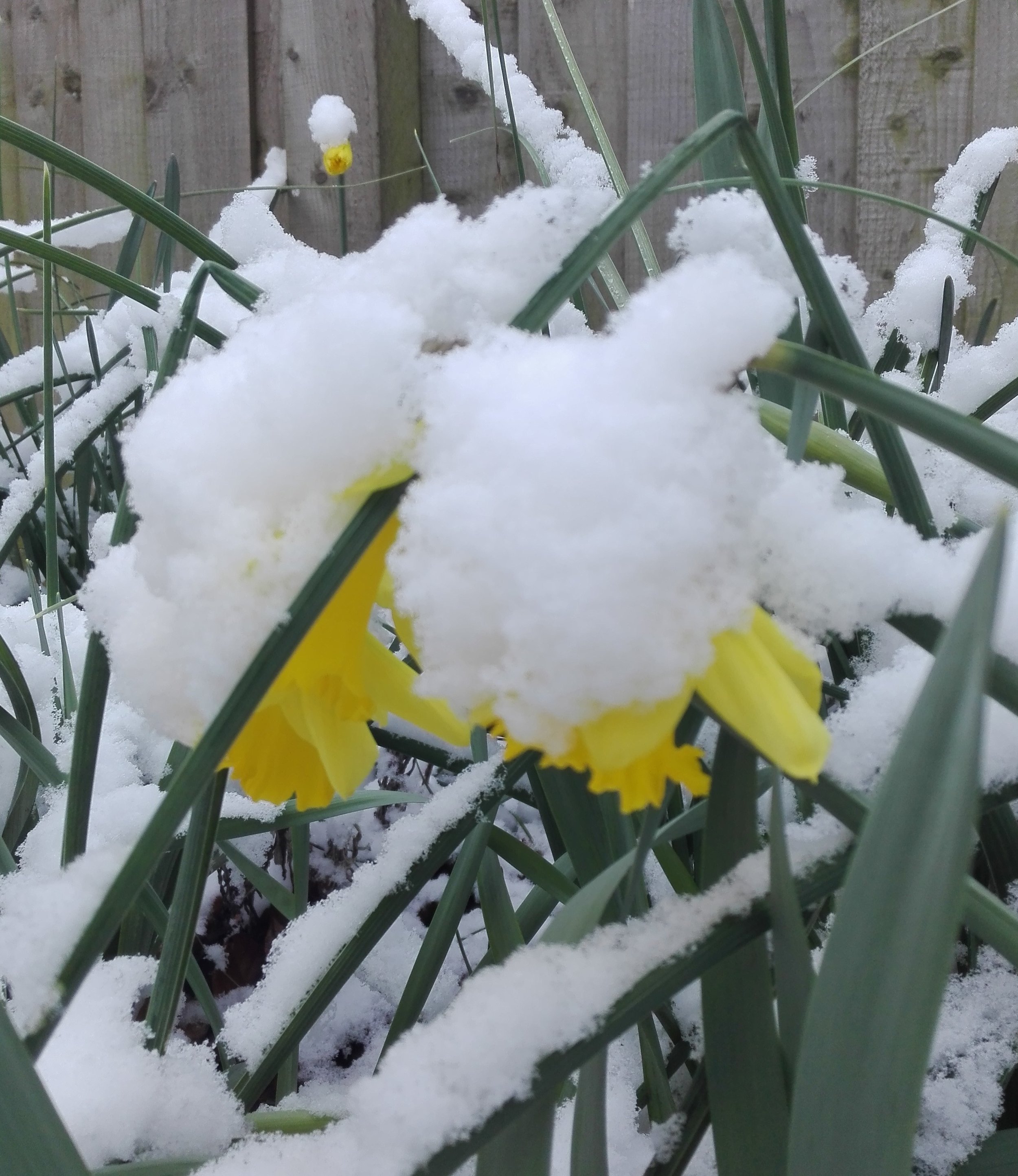 Snowy daffodils