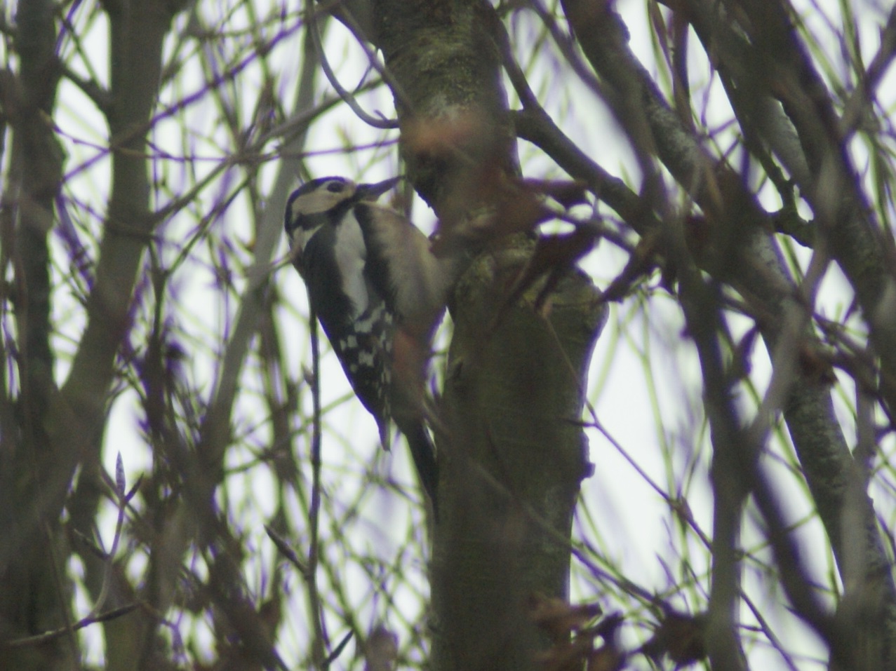 #125 Great-spotted Woodpecker (Dendrocopos major)