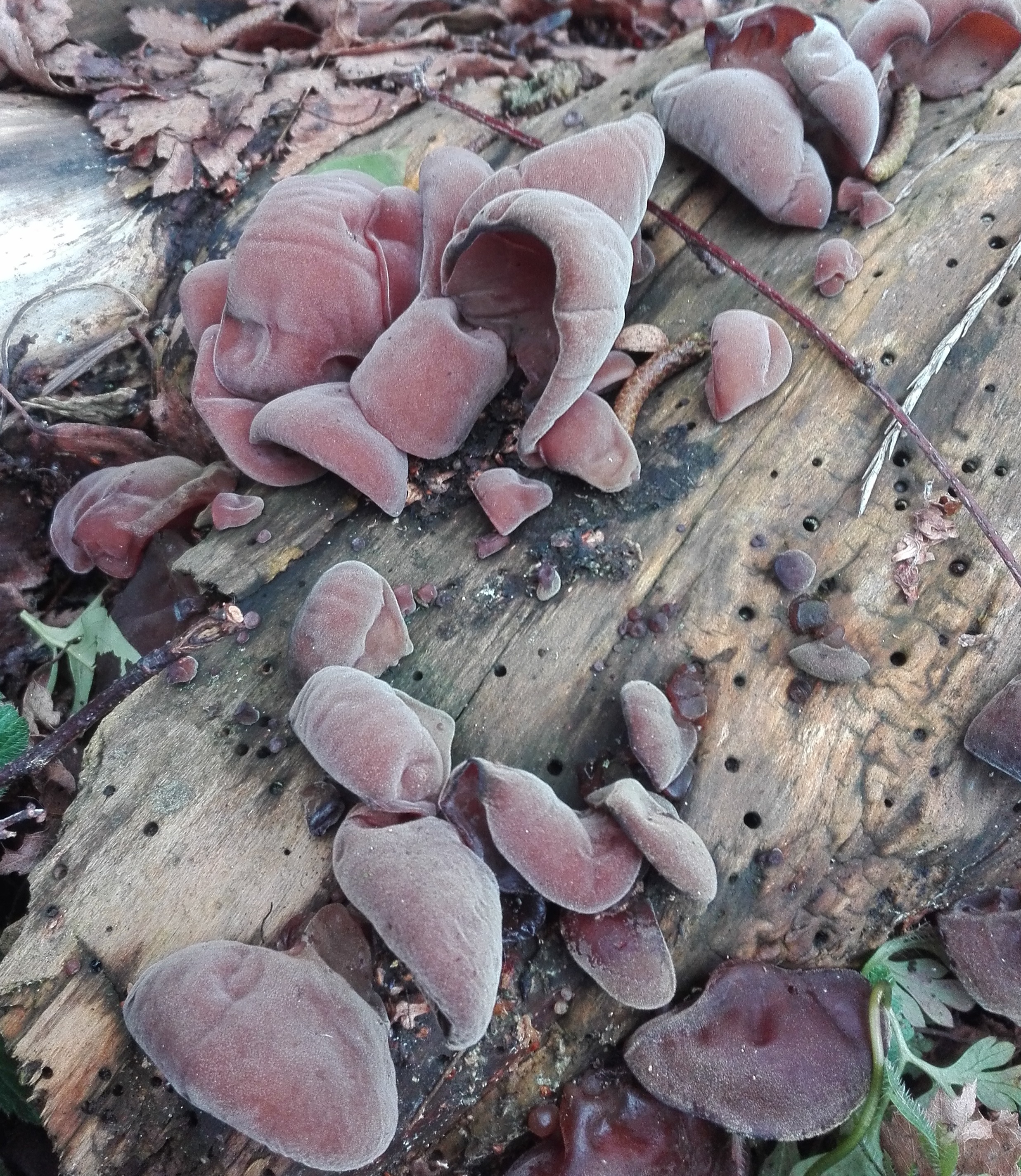 #10 Wood Ear Fungus (Auricularia auricula-judae)