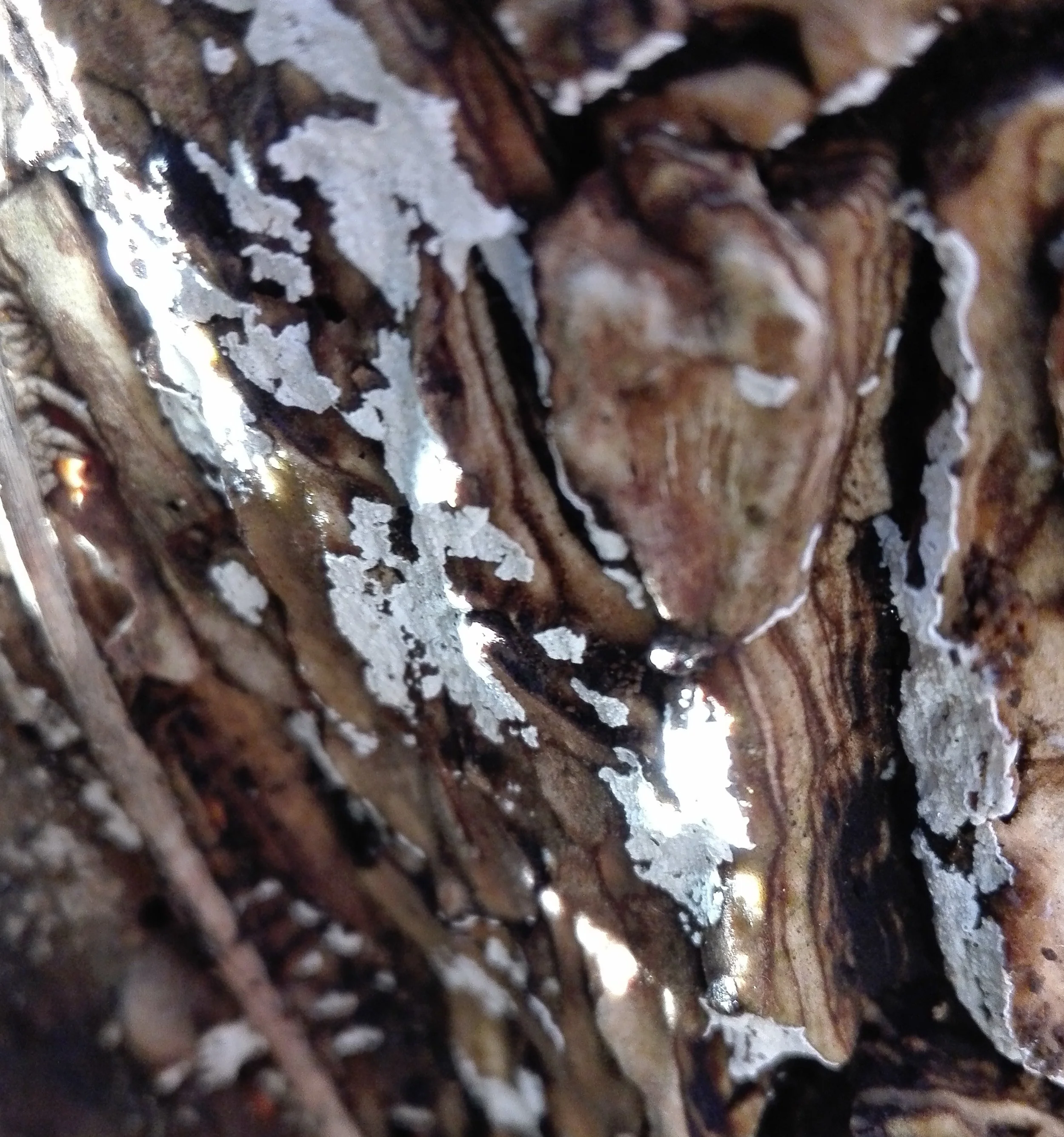 #413 Elder Whitewash Fungus (Hyphodontia sambuci)