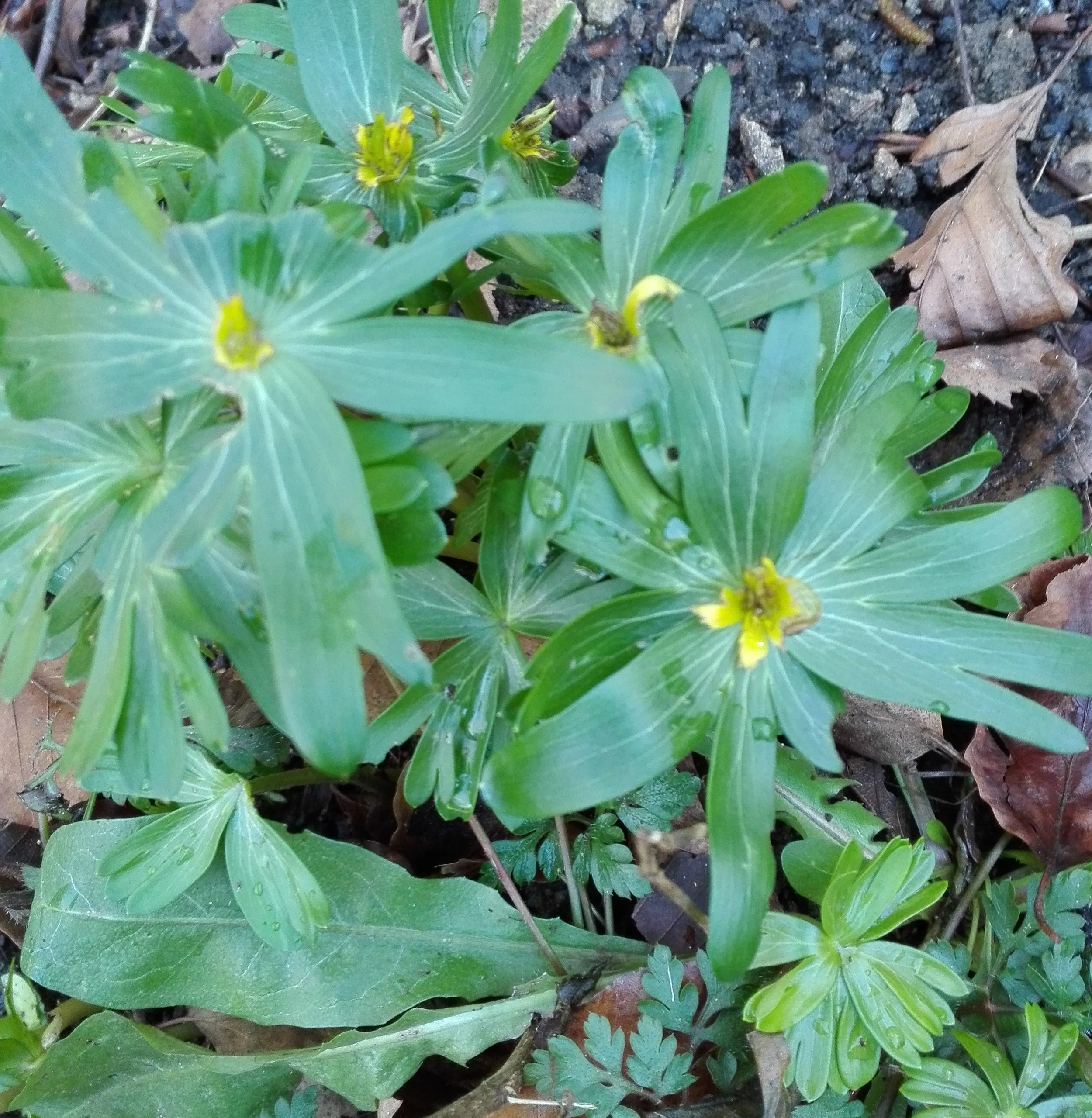 #412 Winter Aconite (Eranthis hyemalis)