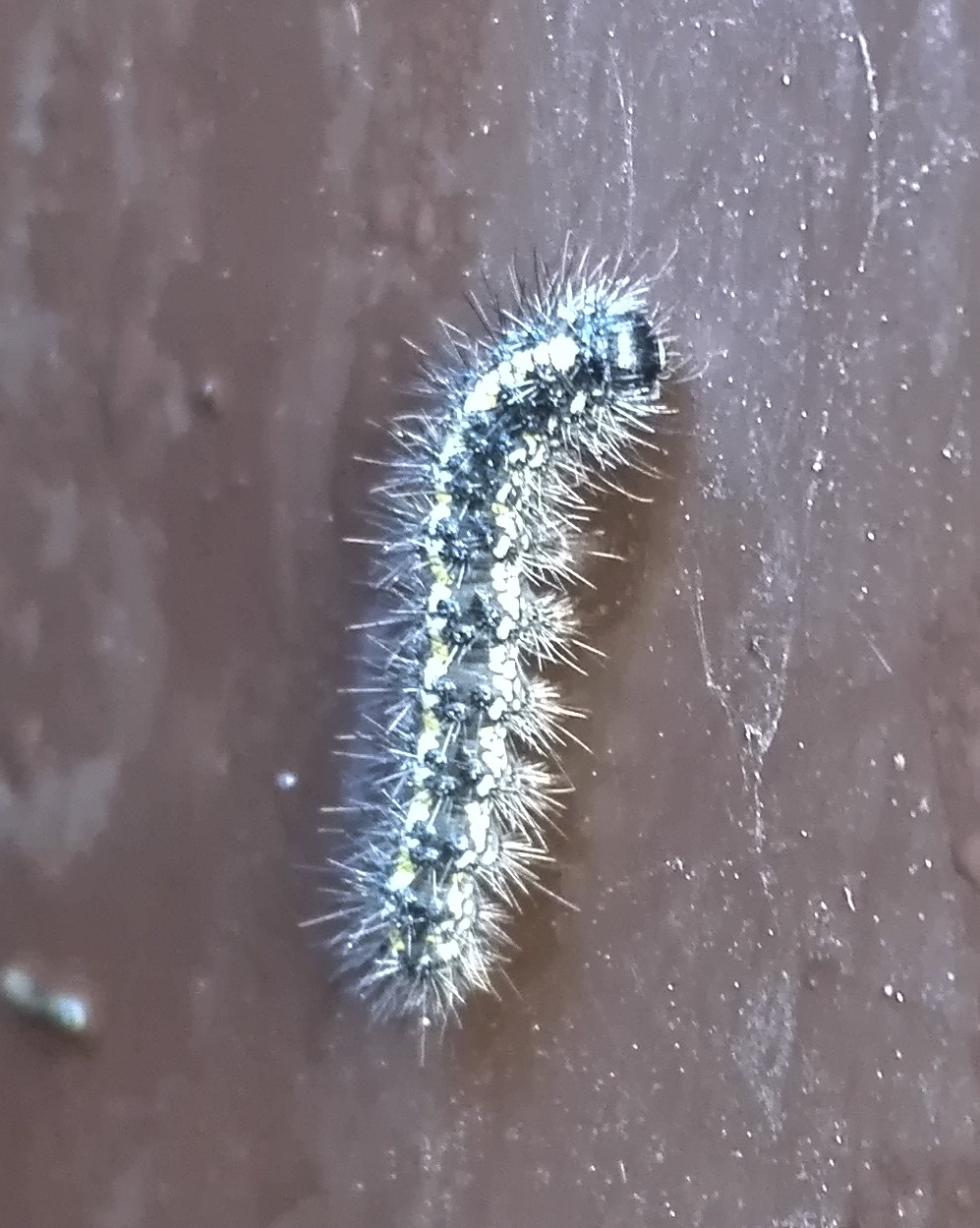 #81 Scarlet Tiger Moth caterpillar (Callimorpha dominula)