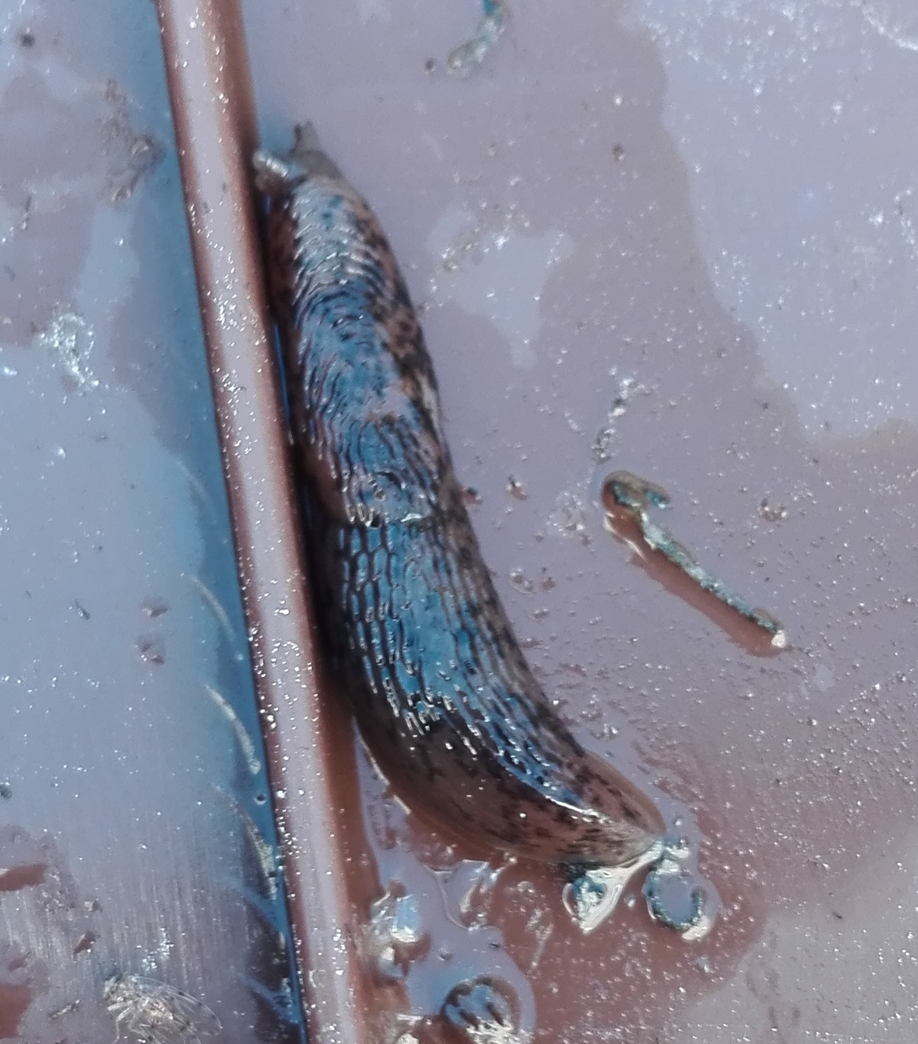 #356 Grey Field Slug (Deroceras reticulatum)