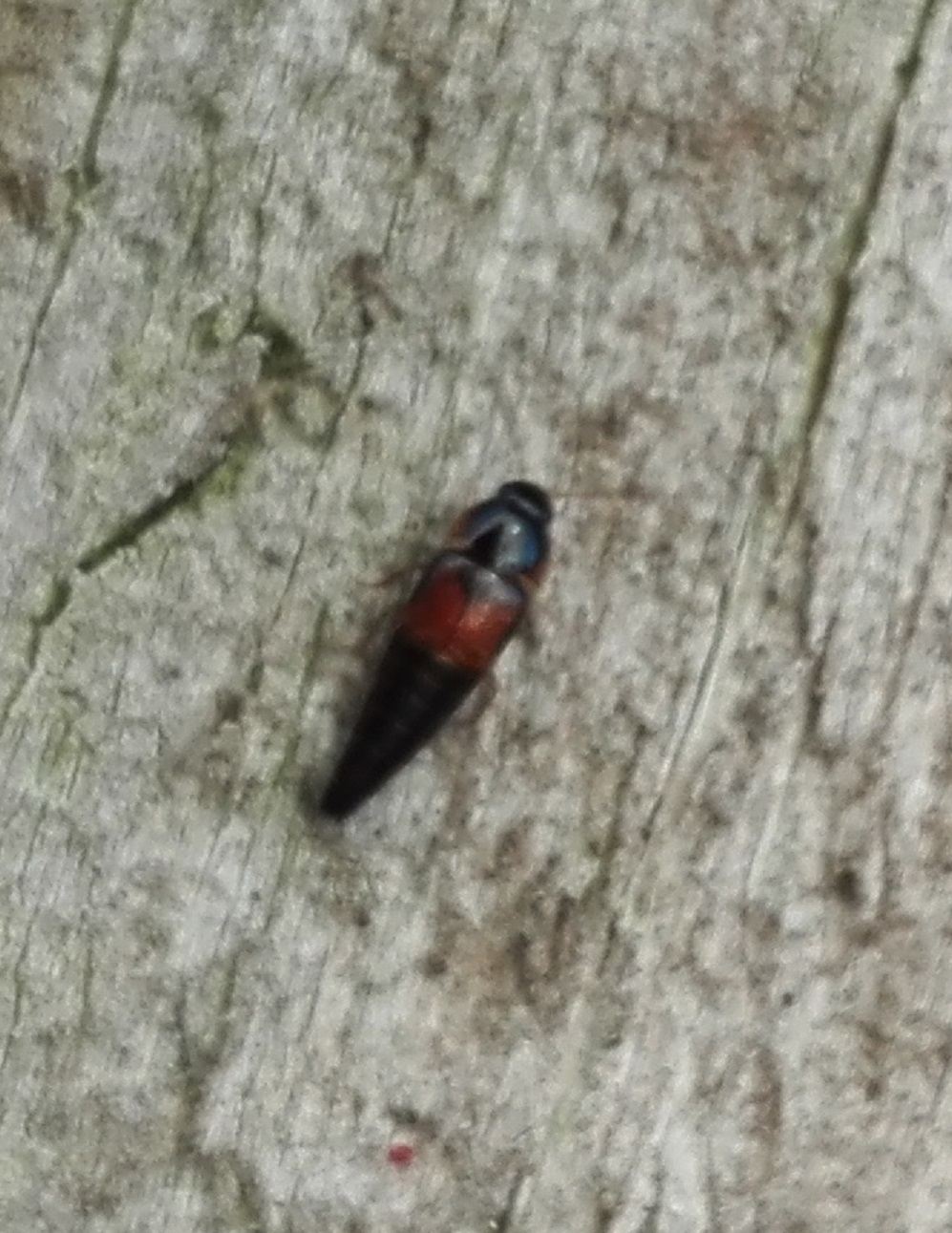 #417 Rove Beetle (Tachyporus hypnorum)