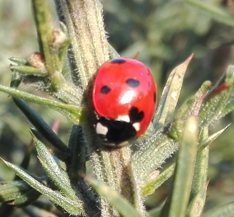 #287 Seven-spot Ladybird (Coccinella septempunctata)