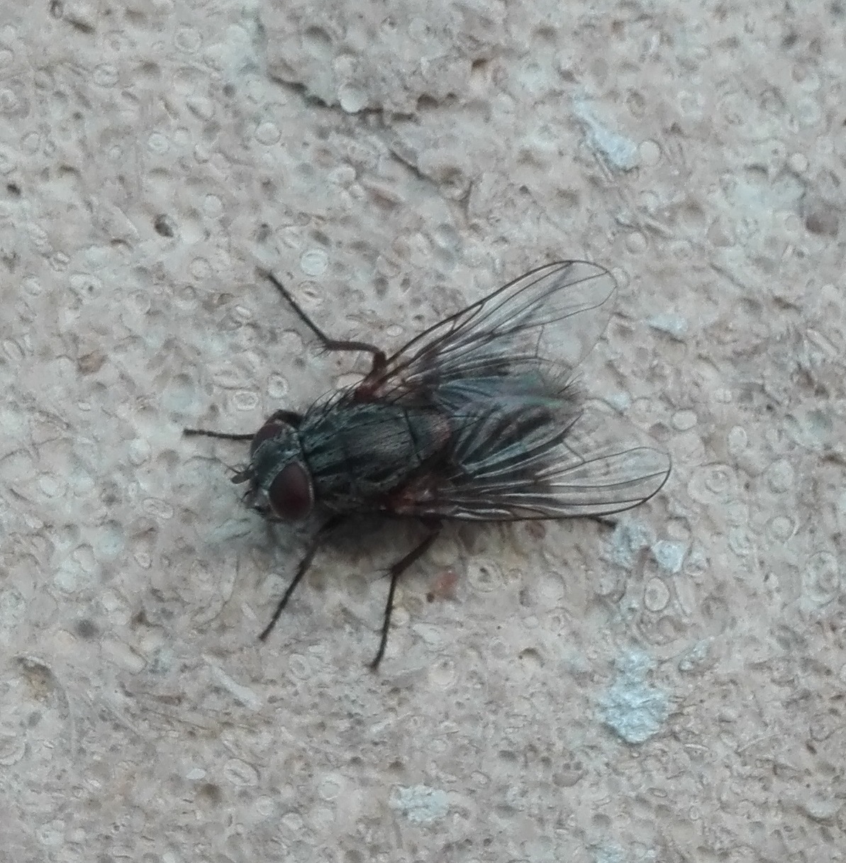#419 Helina evecta (muscid fly)